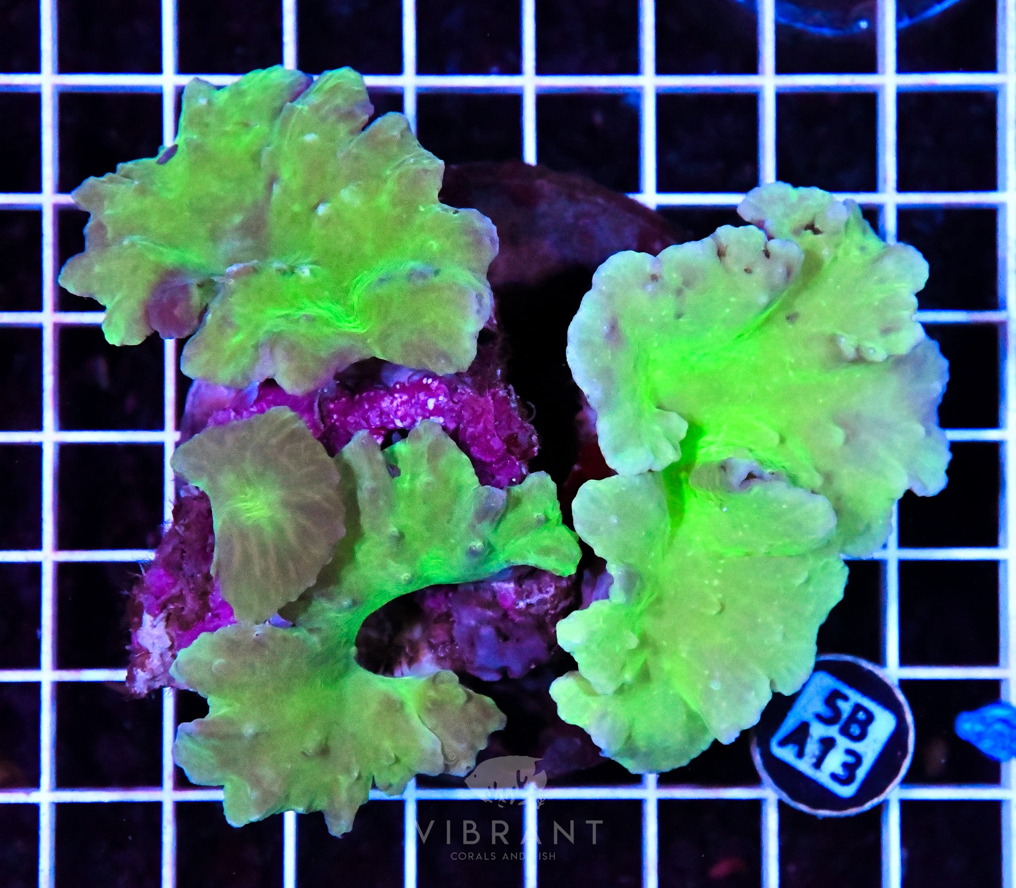 Cabbage Coral INDO W
