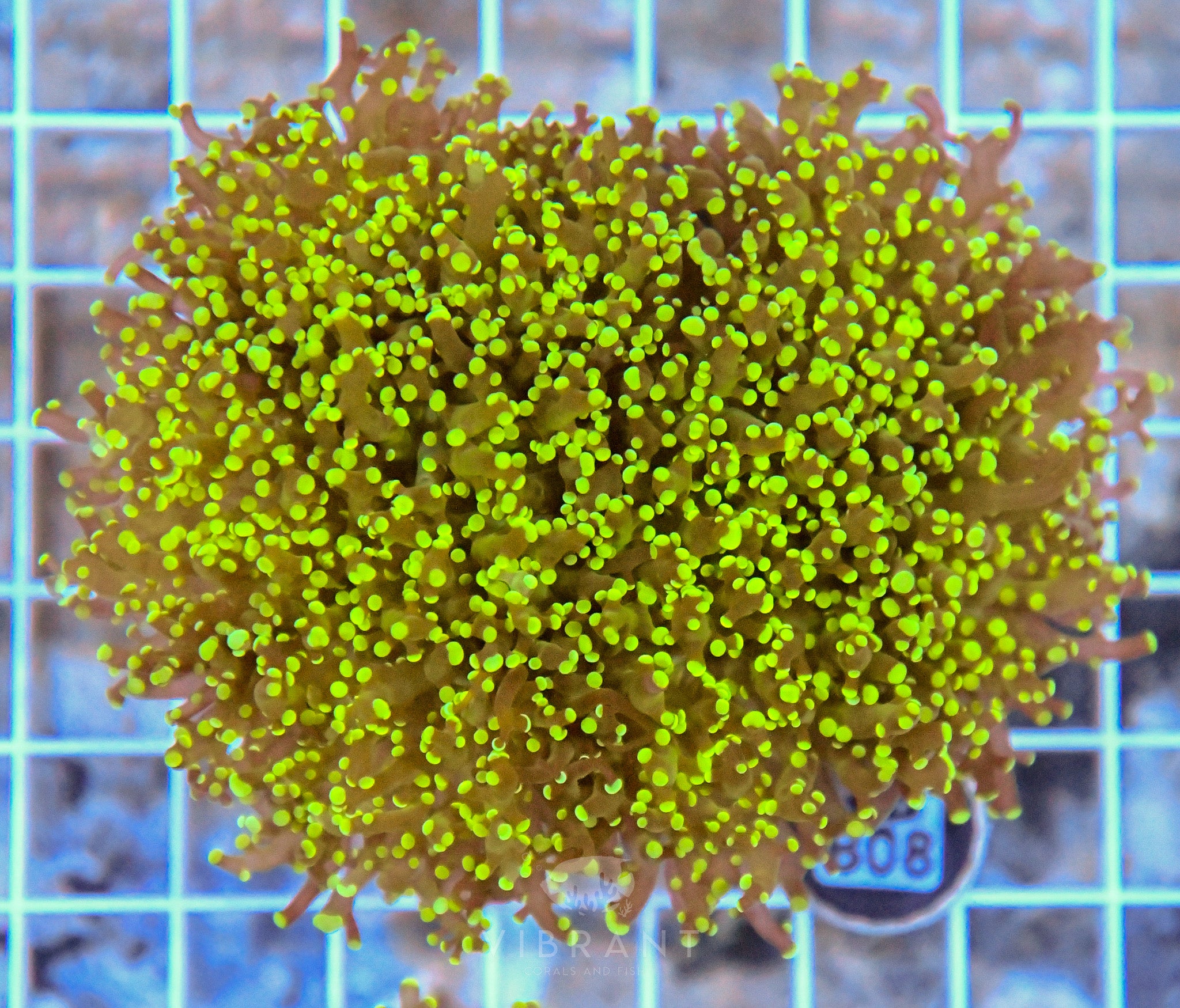 Yaeyamaensis Branching INDO