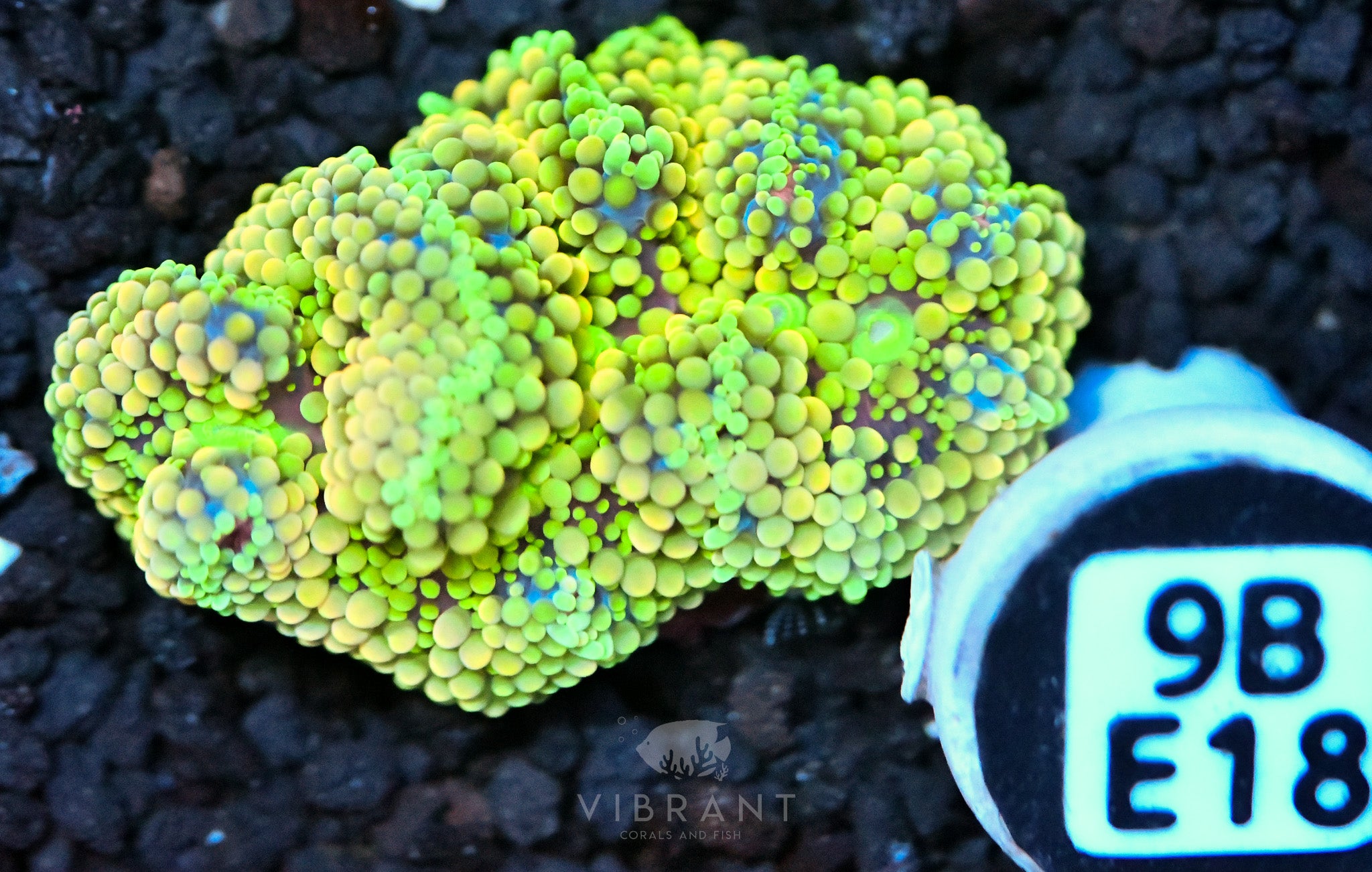 Ricordea Mushroom