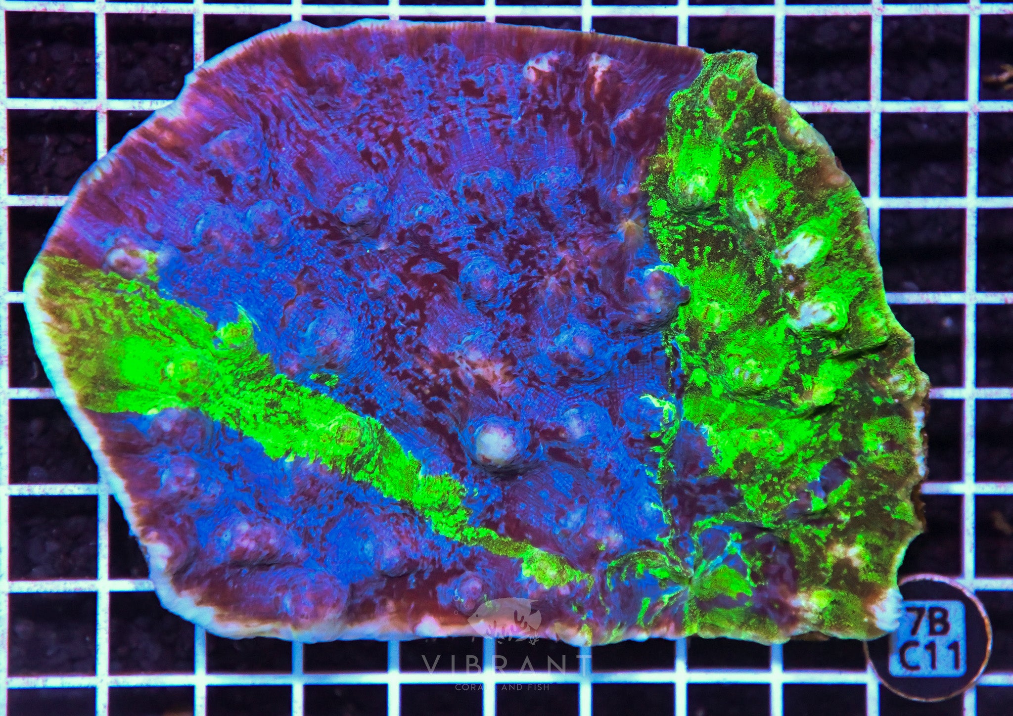 Chalice Ultra INDO W