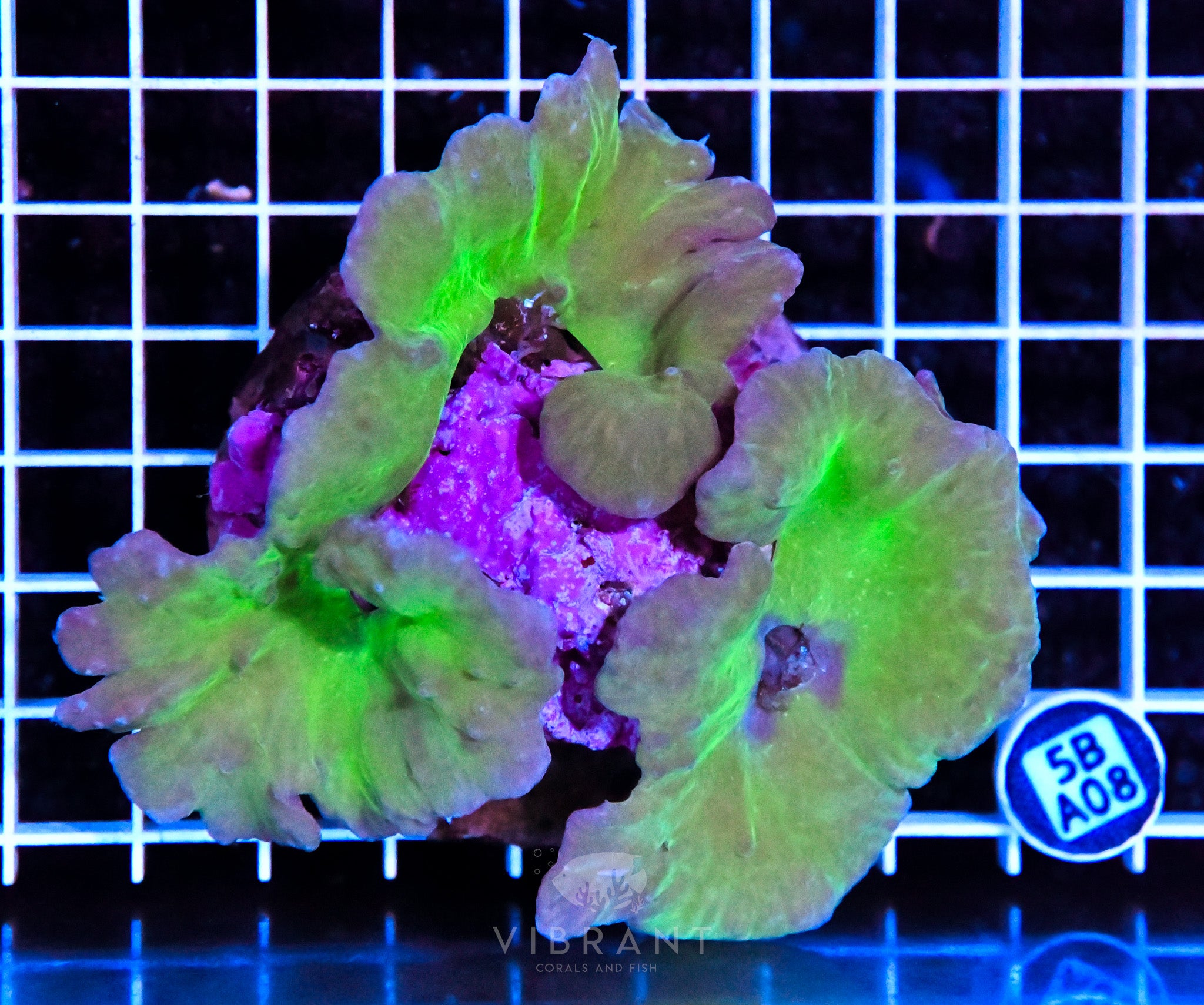 Cabbage Coral INDO W