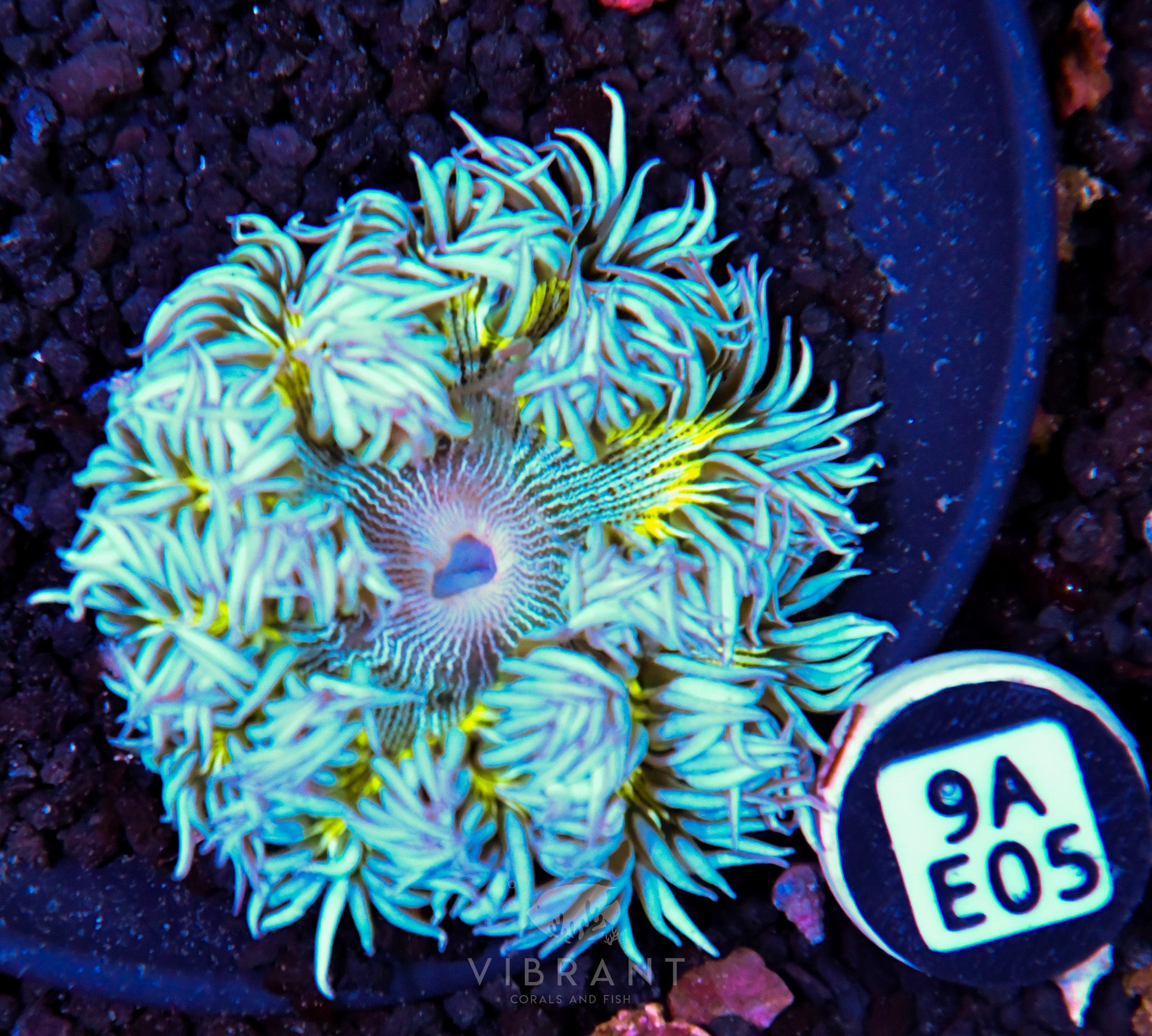Rock Flower Anemone