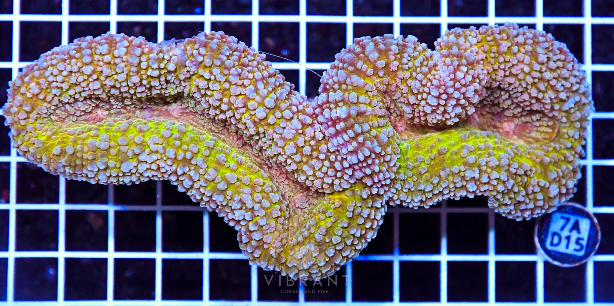 Symphyllia INDO W