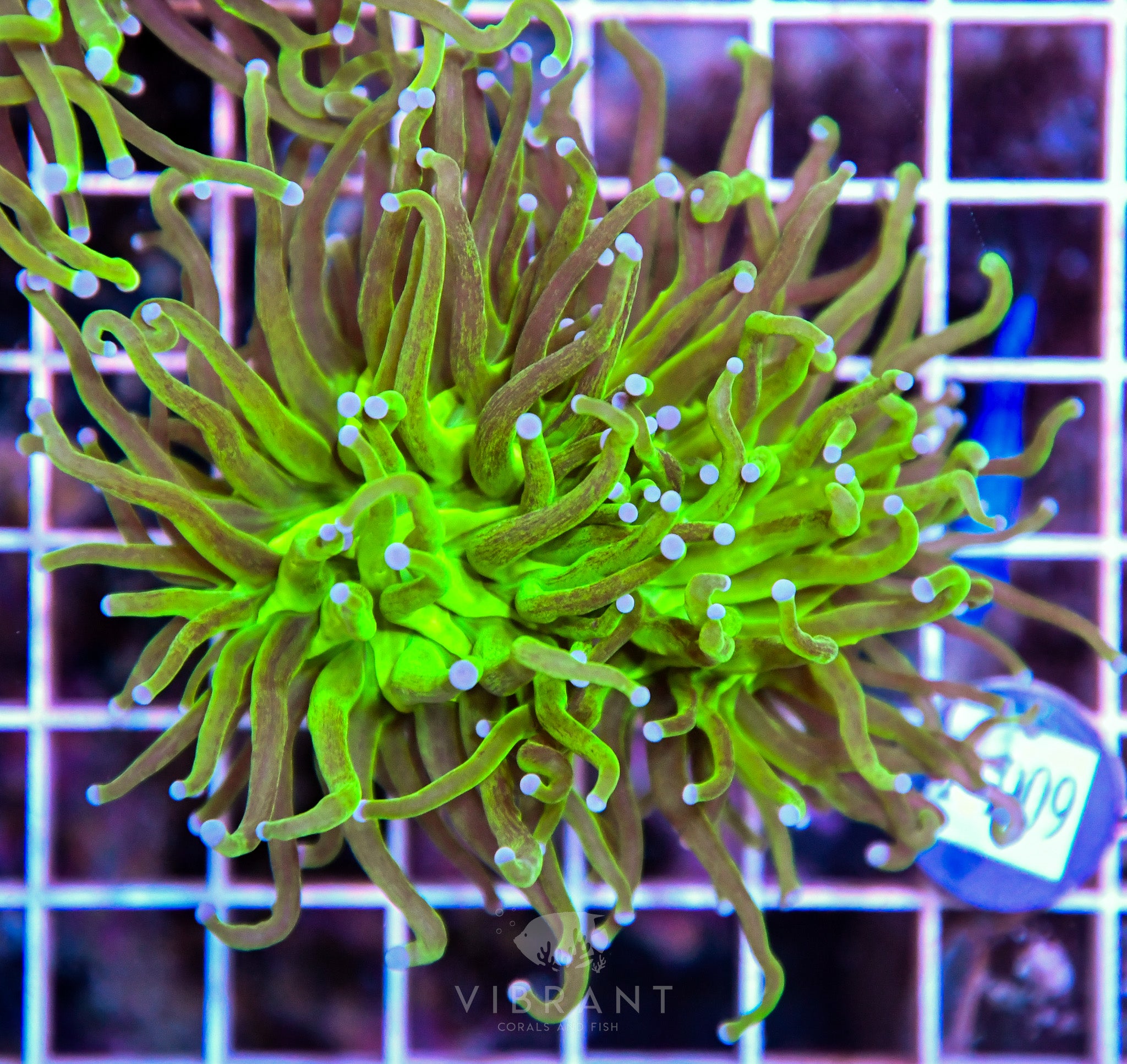 Torch INDO REVERSE GLITTER