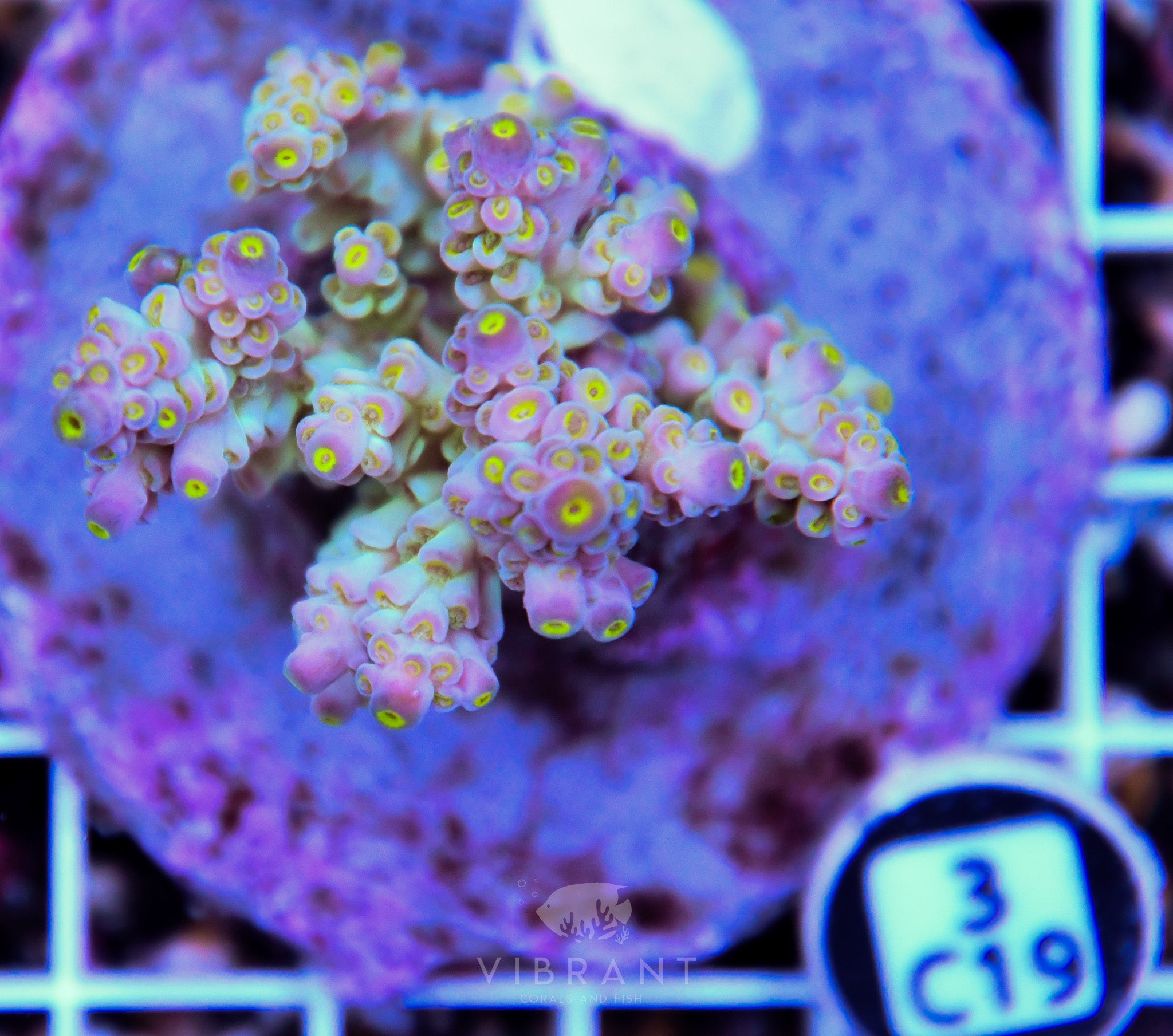 Acro INDO