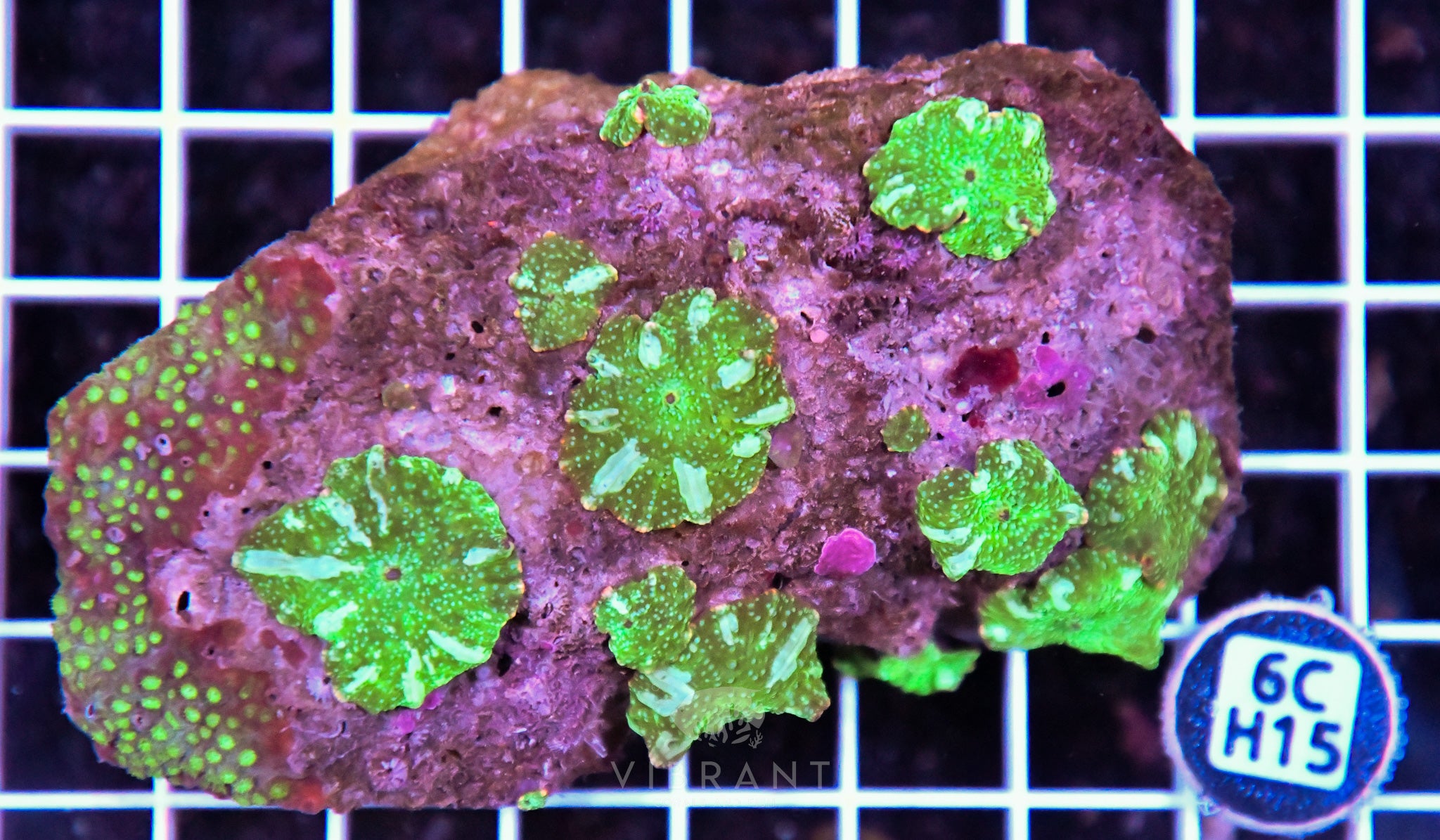 Mushroom INDO W