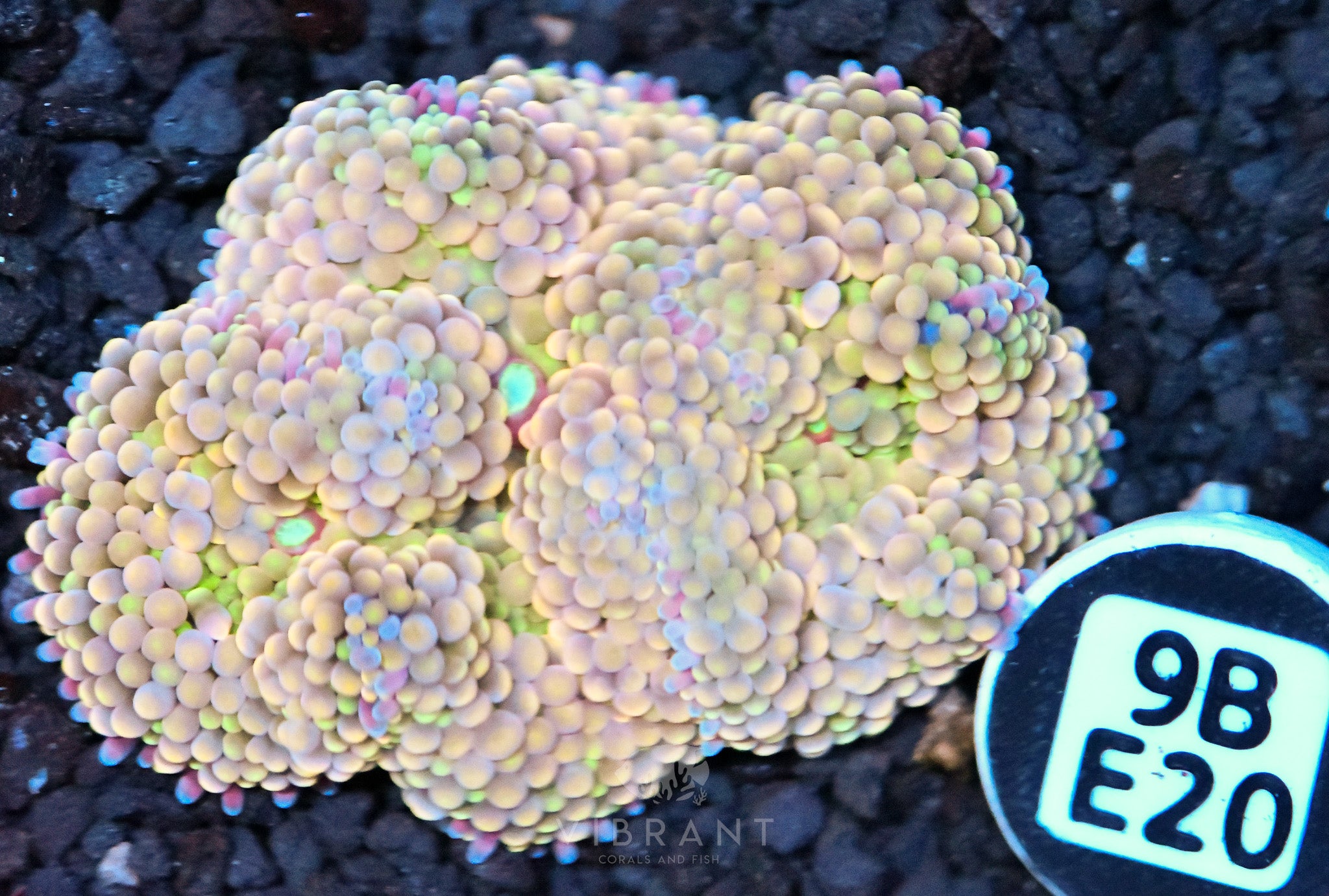 Ricordea Mushroom