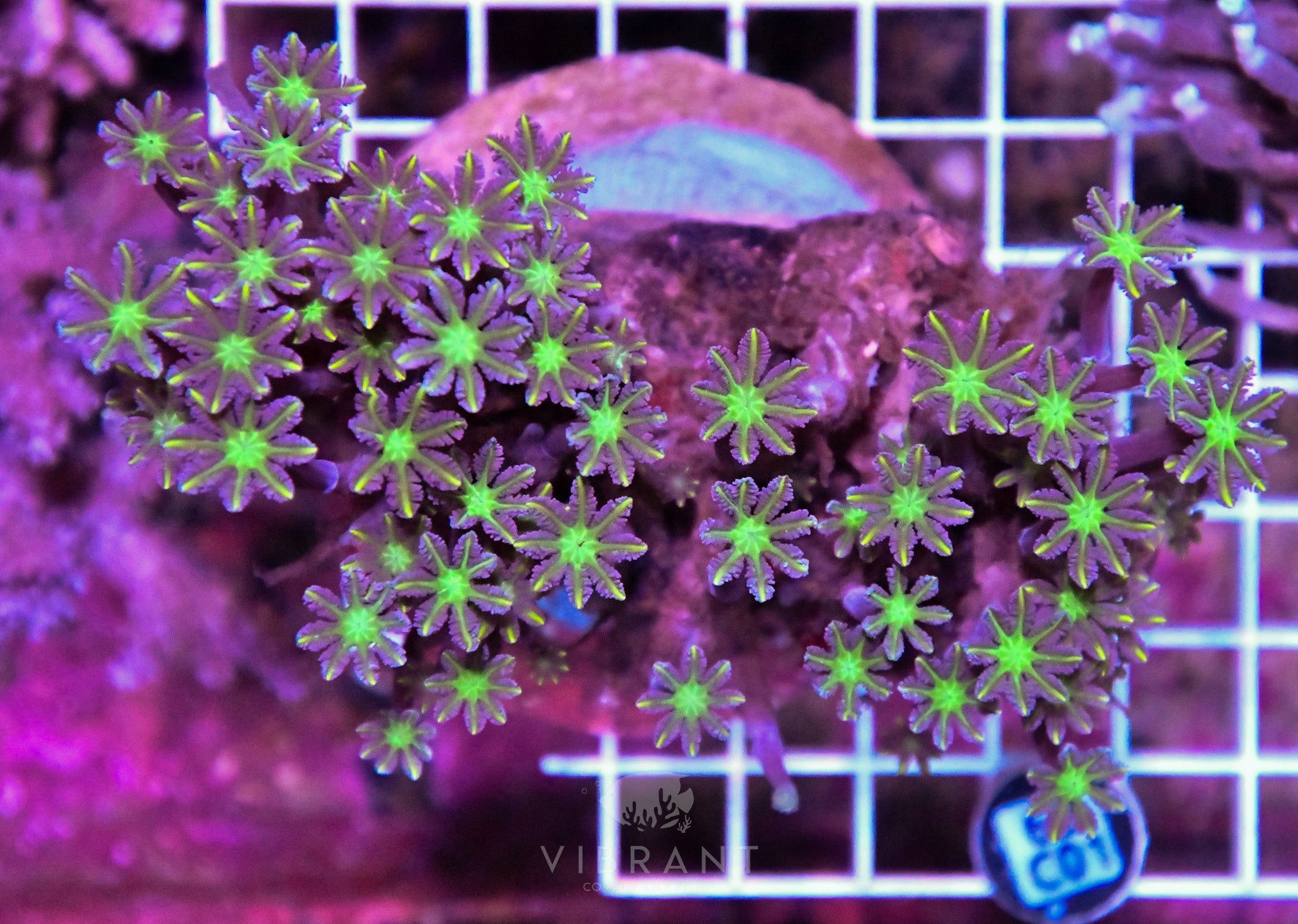 Clove Polyp INDO W