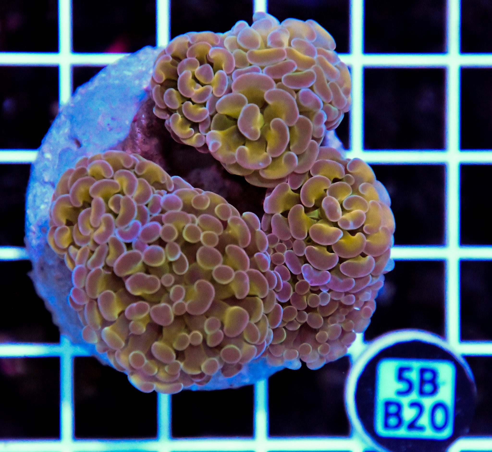 Hammer Branching INDO Halogram