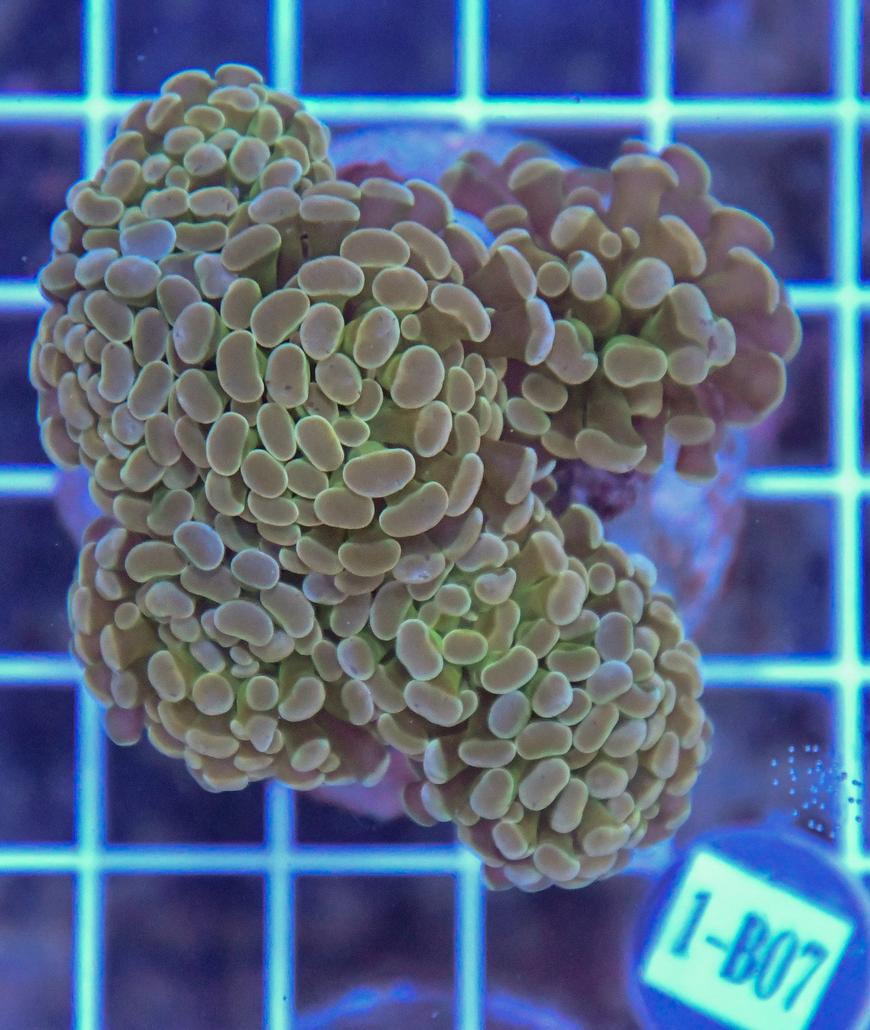 Hammer Branching INDO