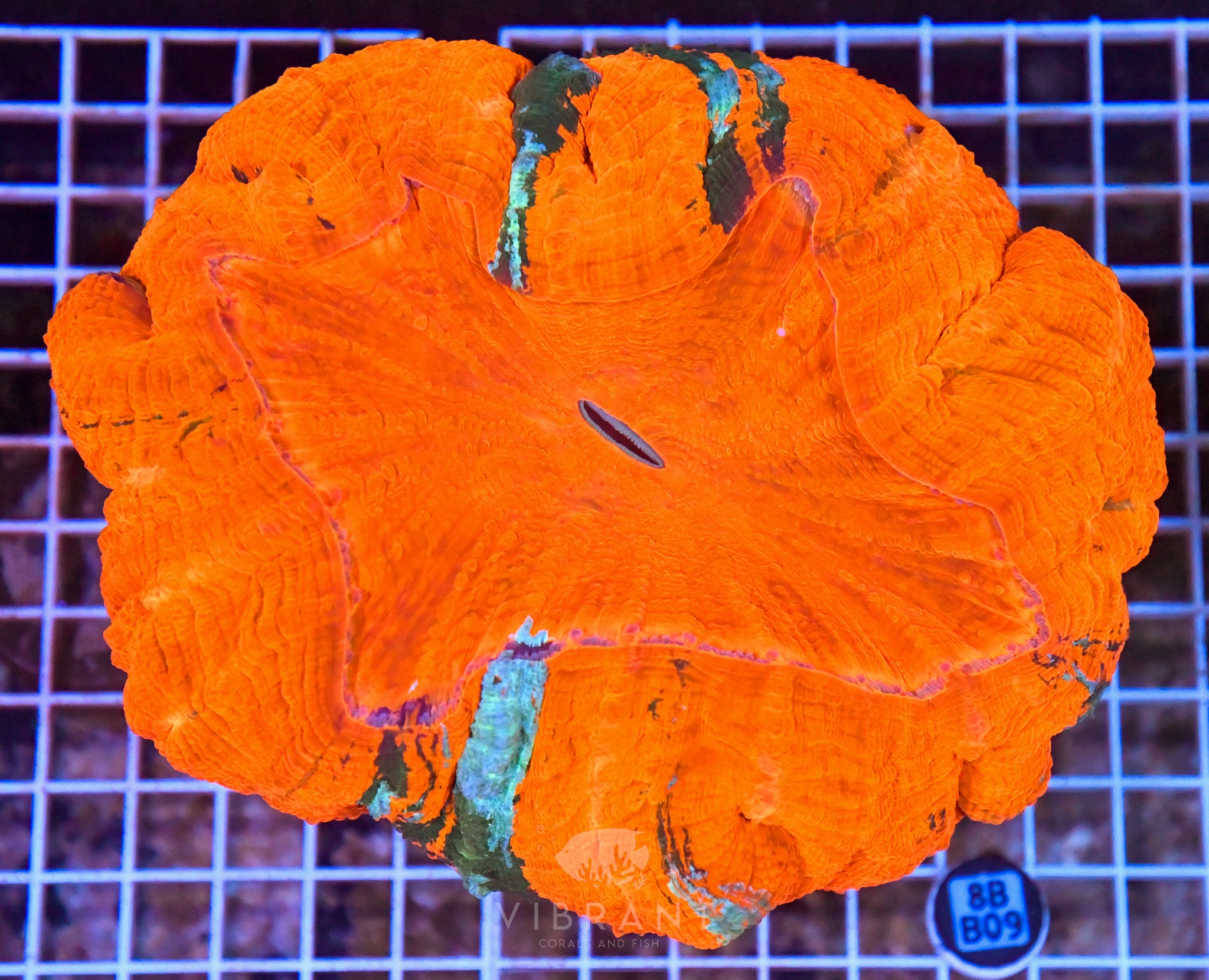 Acanthophyllia INDO W