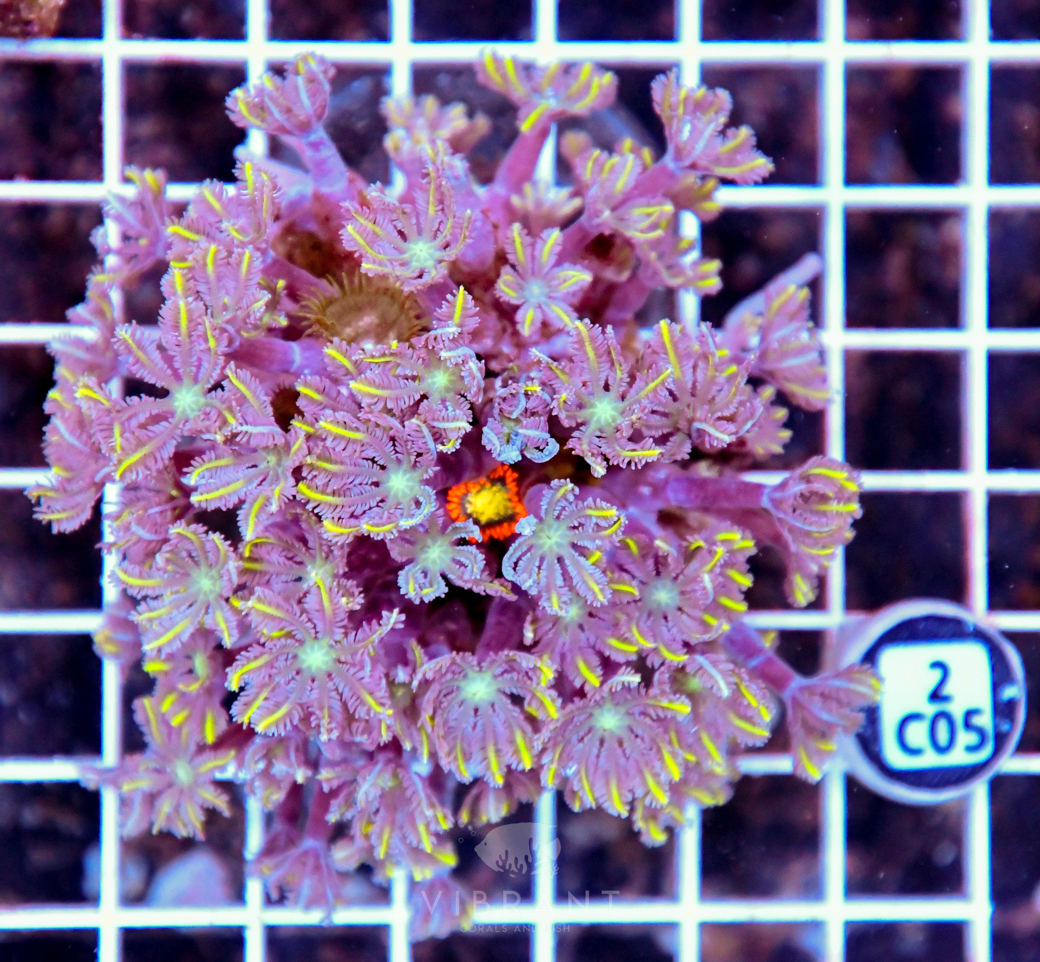 Clove Polyp INDO W