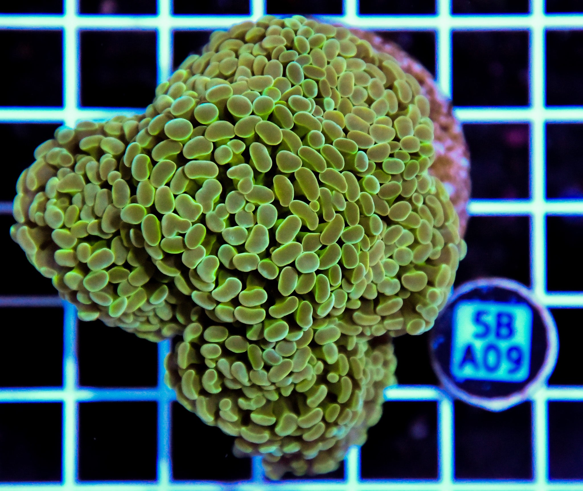 Hammer Branching INDO