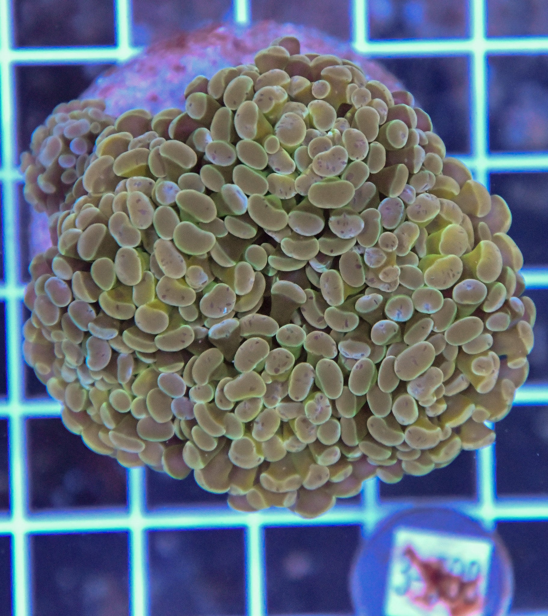 Hammer Branching INDO