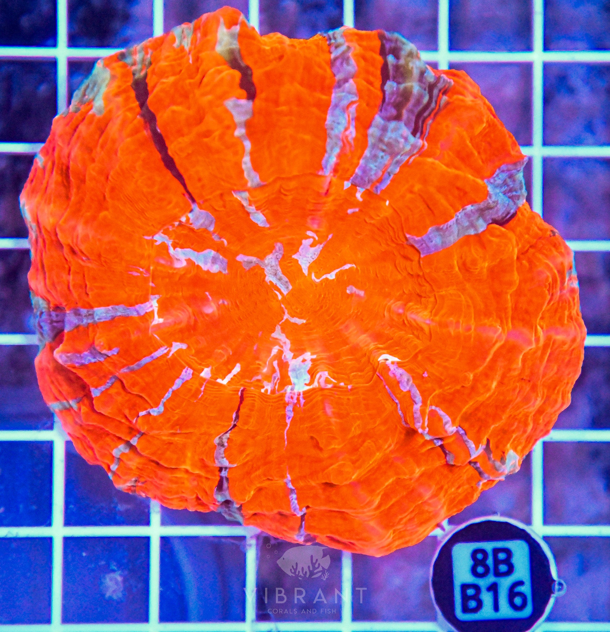 Acanthophyllia INDO W