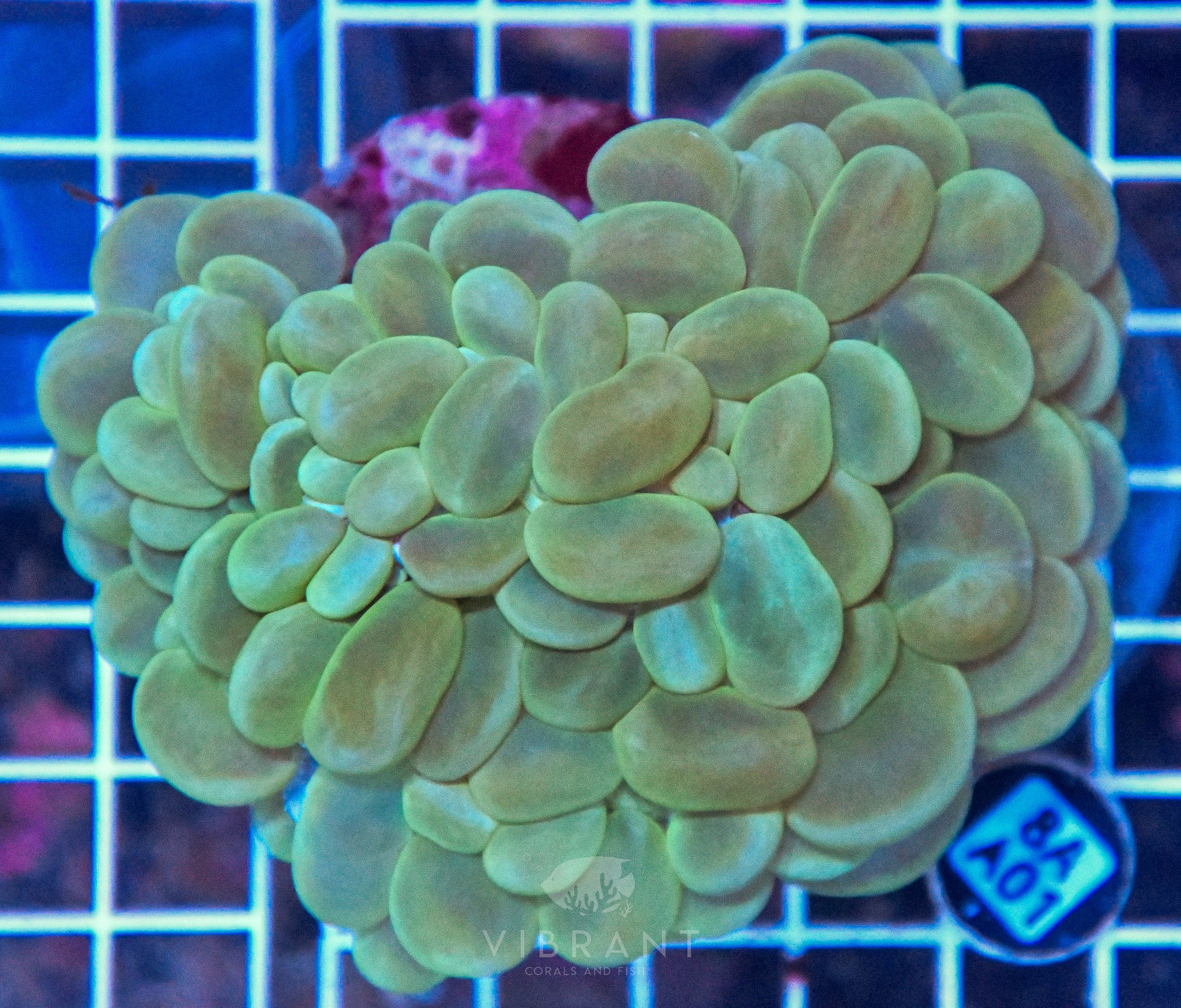 Bubble Coral INDO