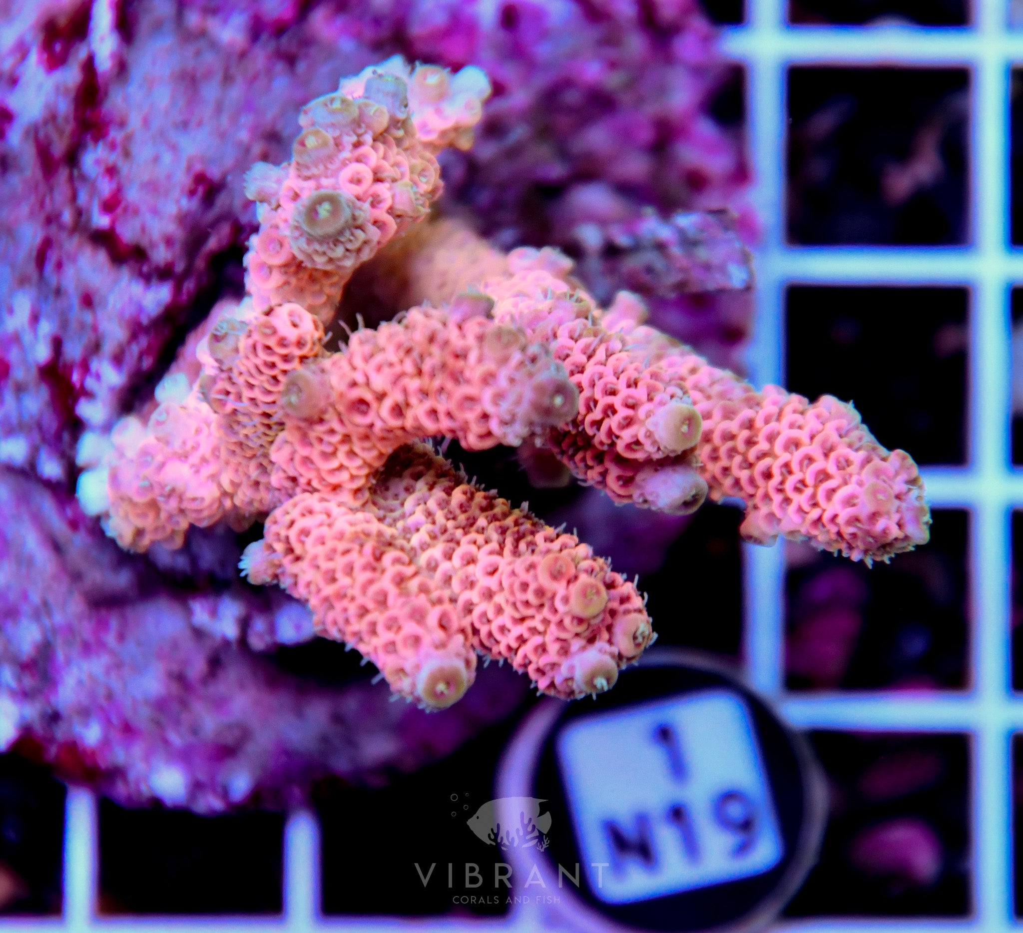 Acro INDO