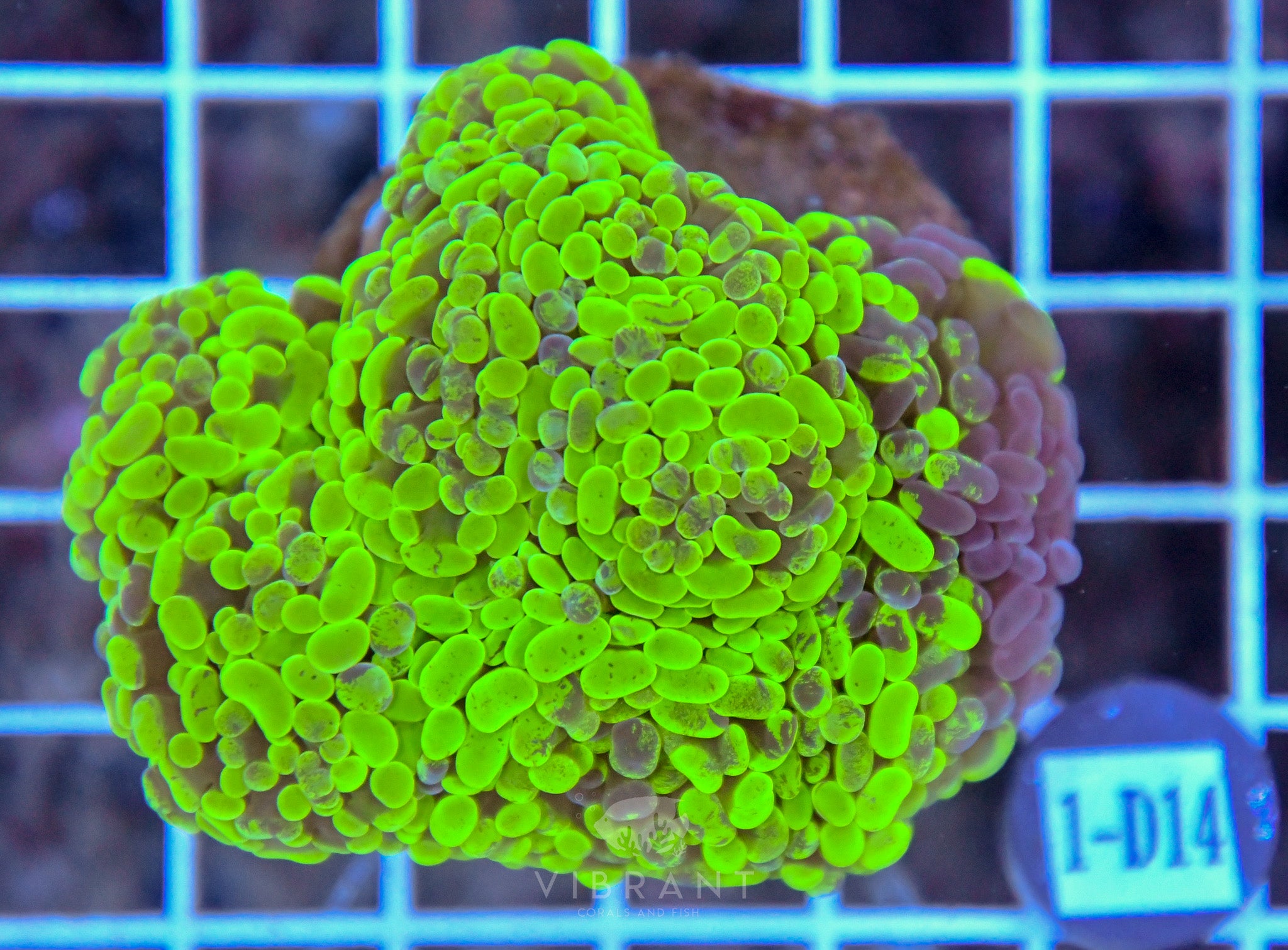 Hammer Branching INDO