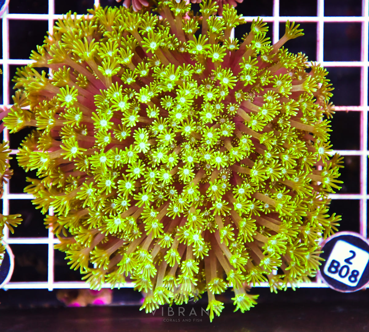 Alveopora AUS