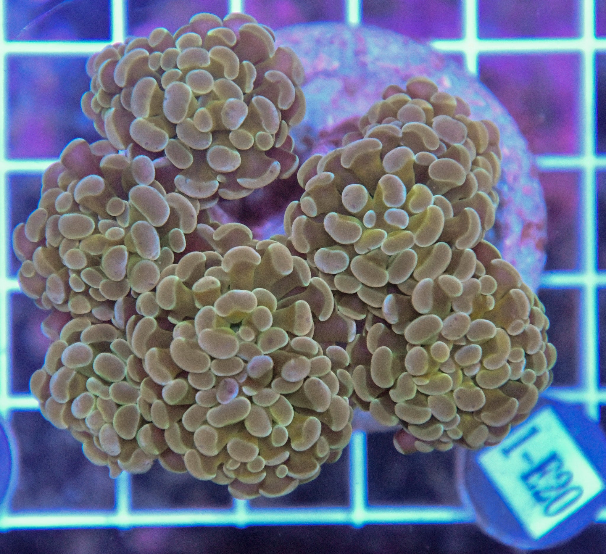 Hammer Branching INDO