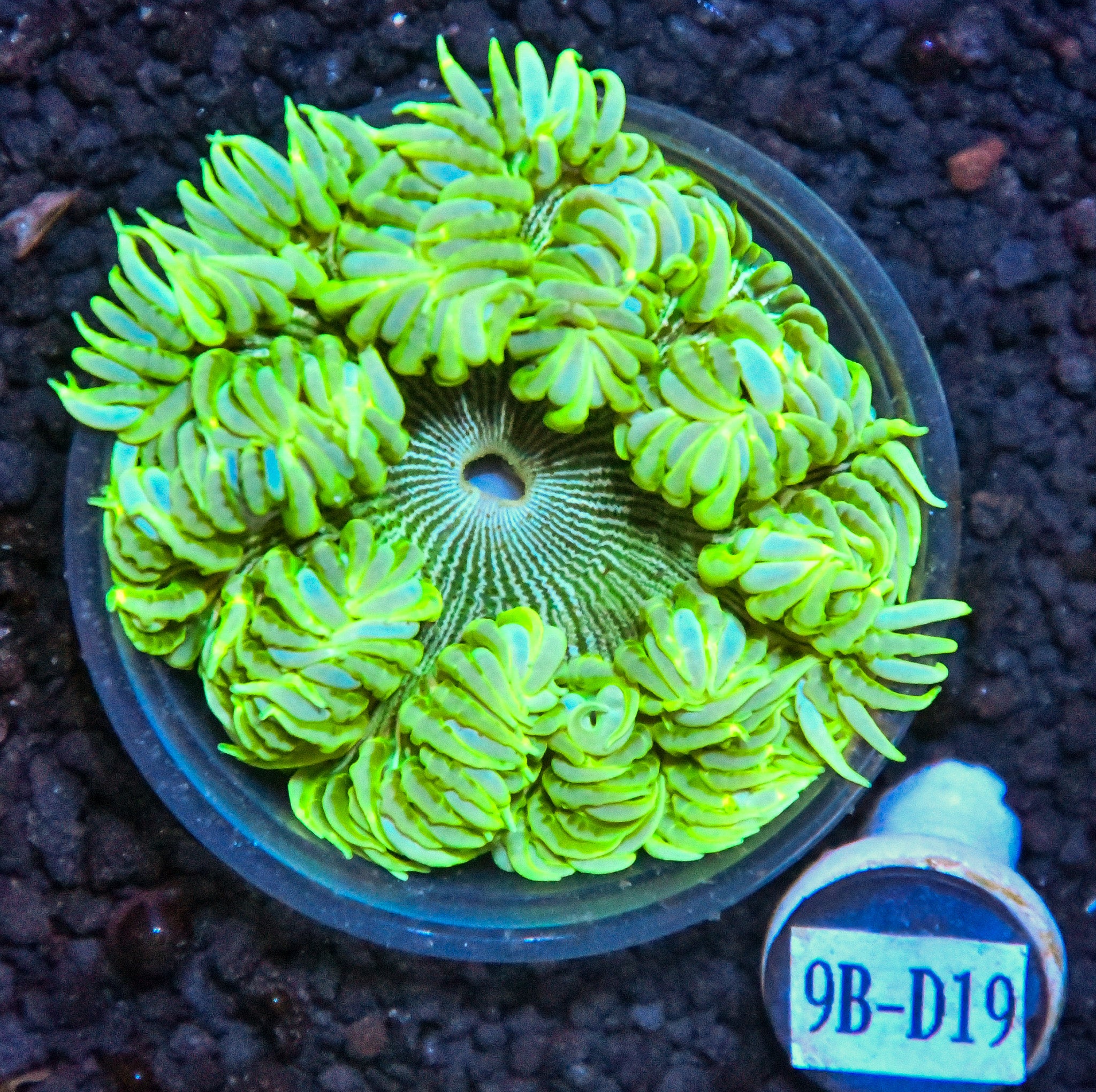 Rock Flower Anemone