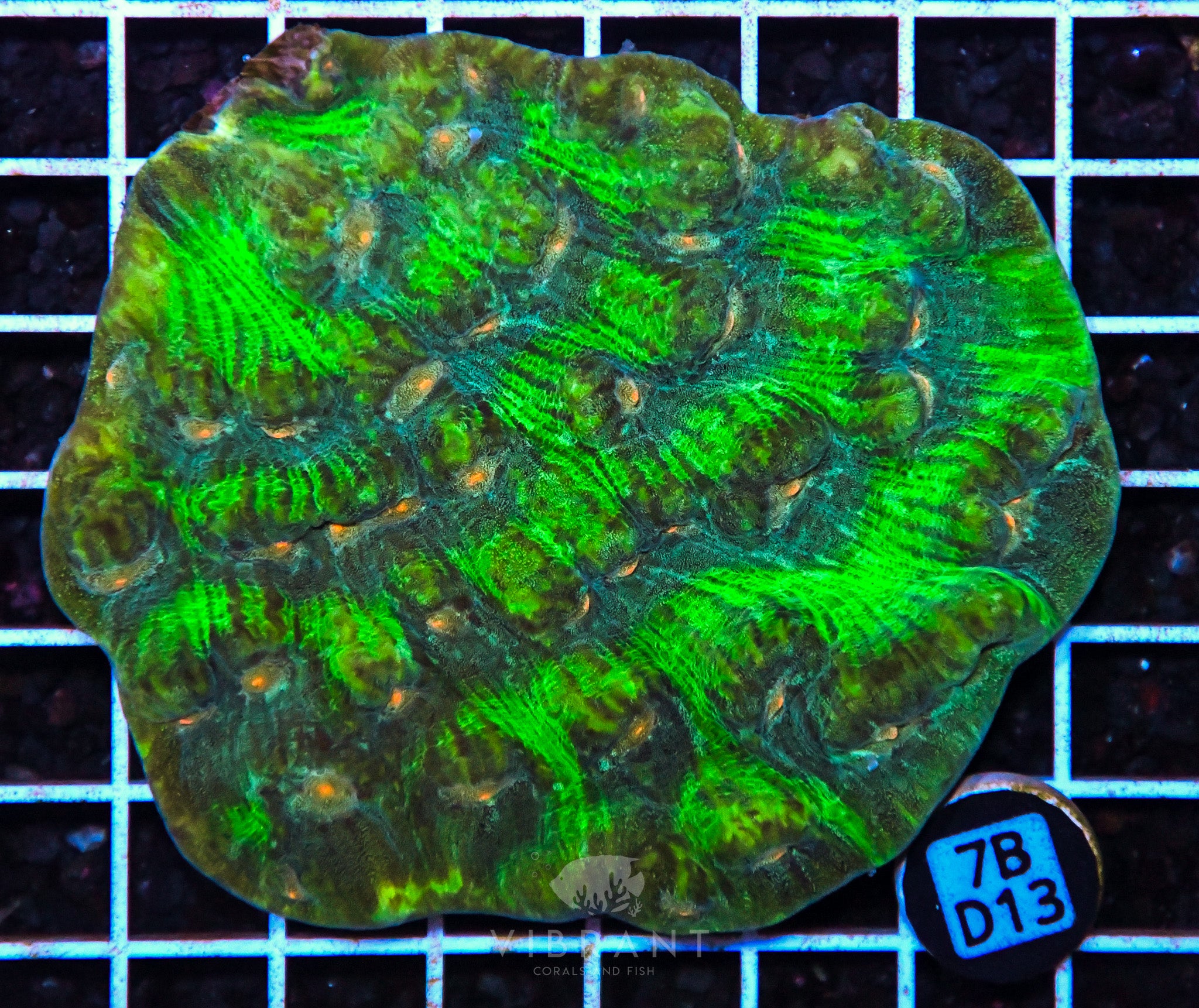 Chalice Ultra INDO W