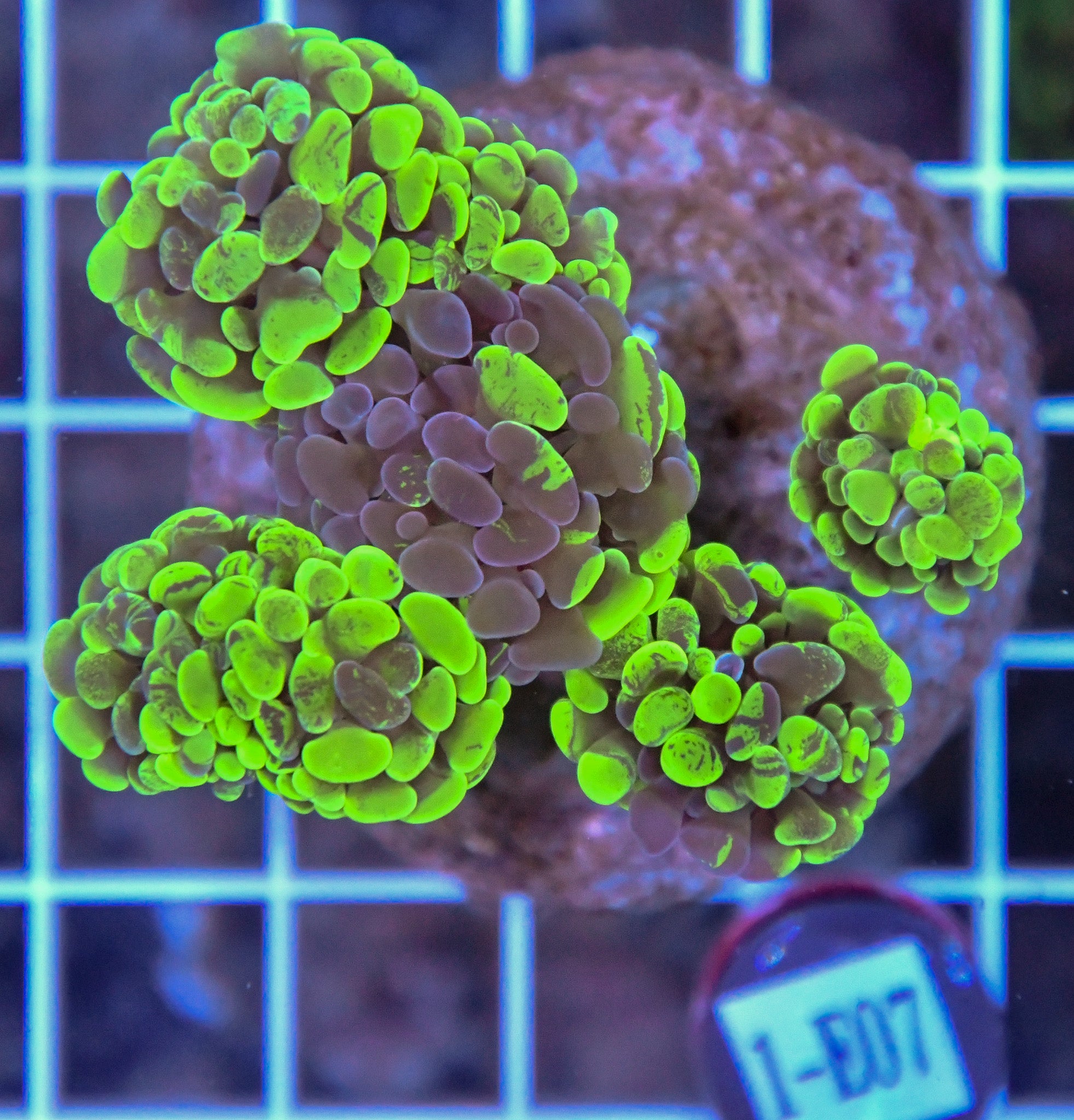 Hammer Branching INDO