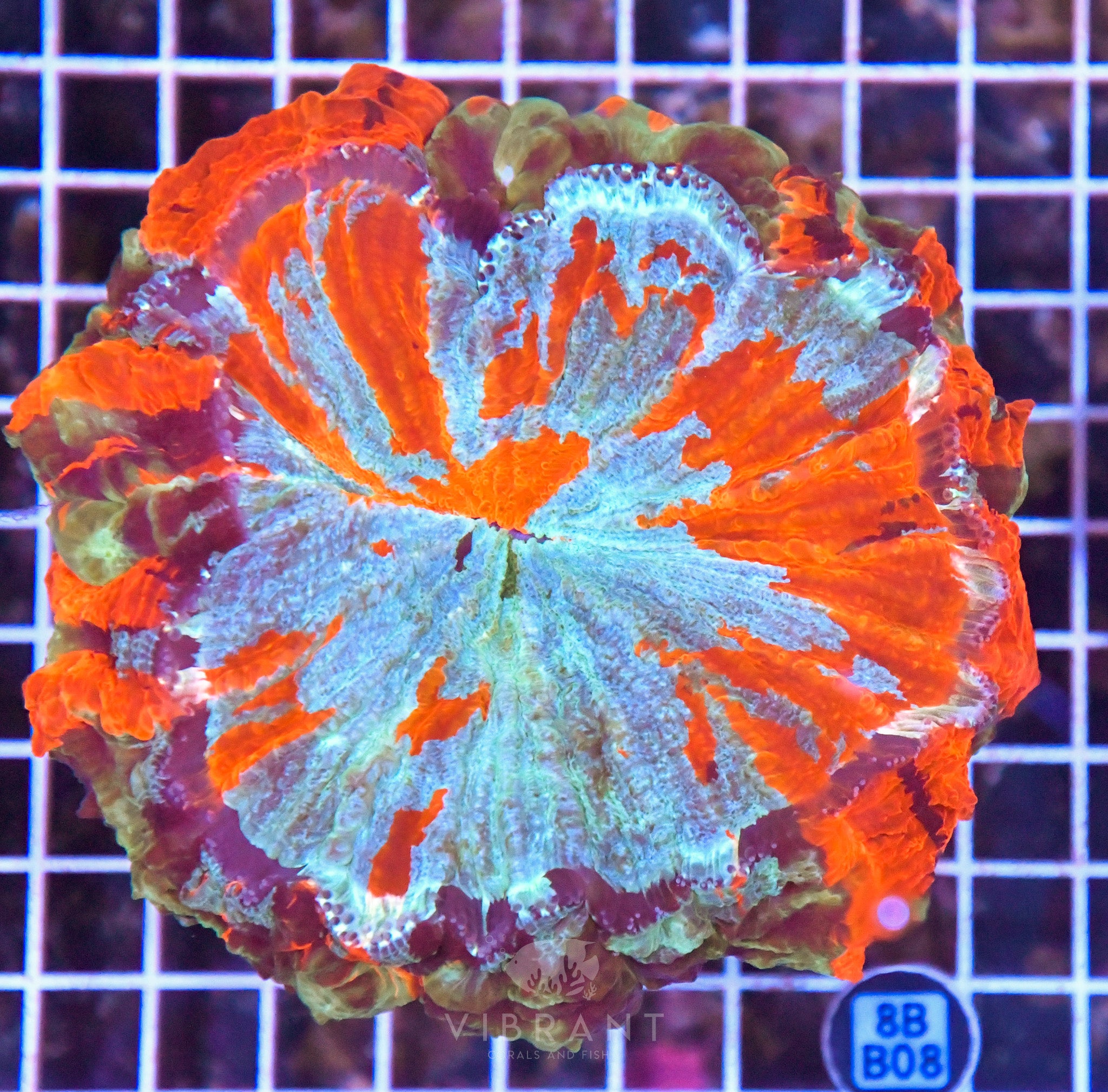 Acanthophyllia INDO W