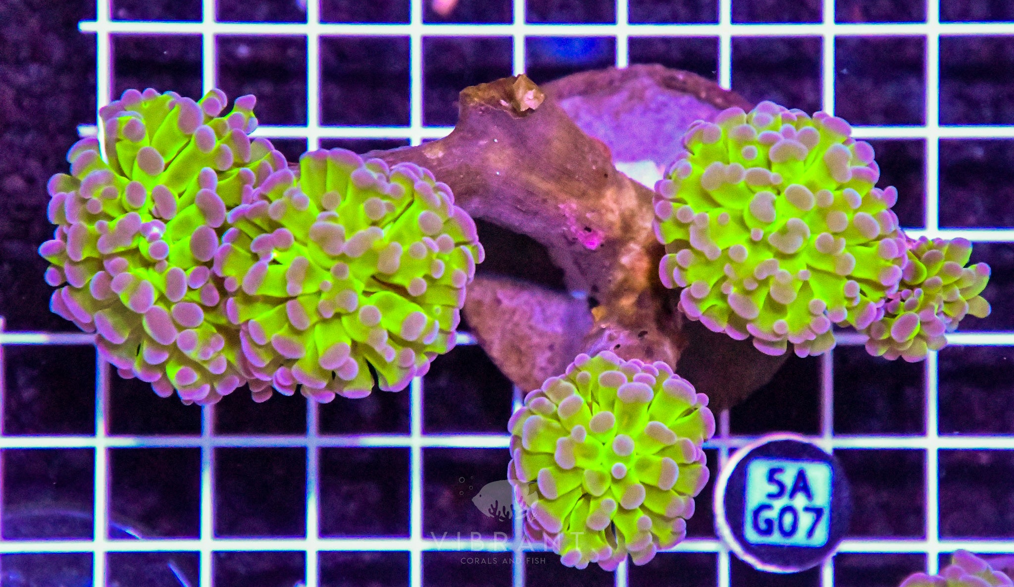 Hammer Branching INDO W