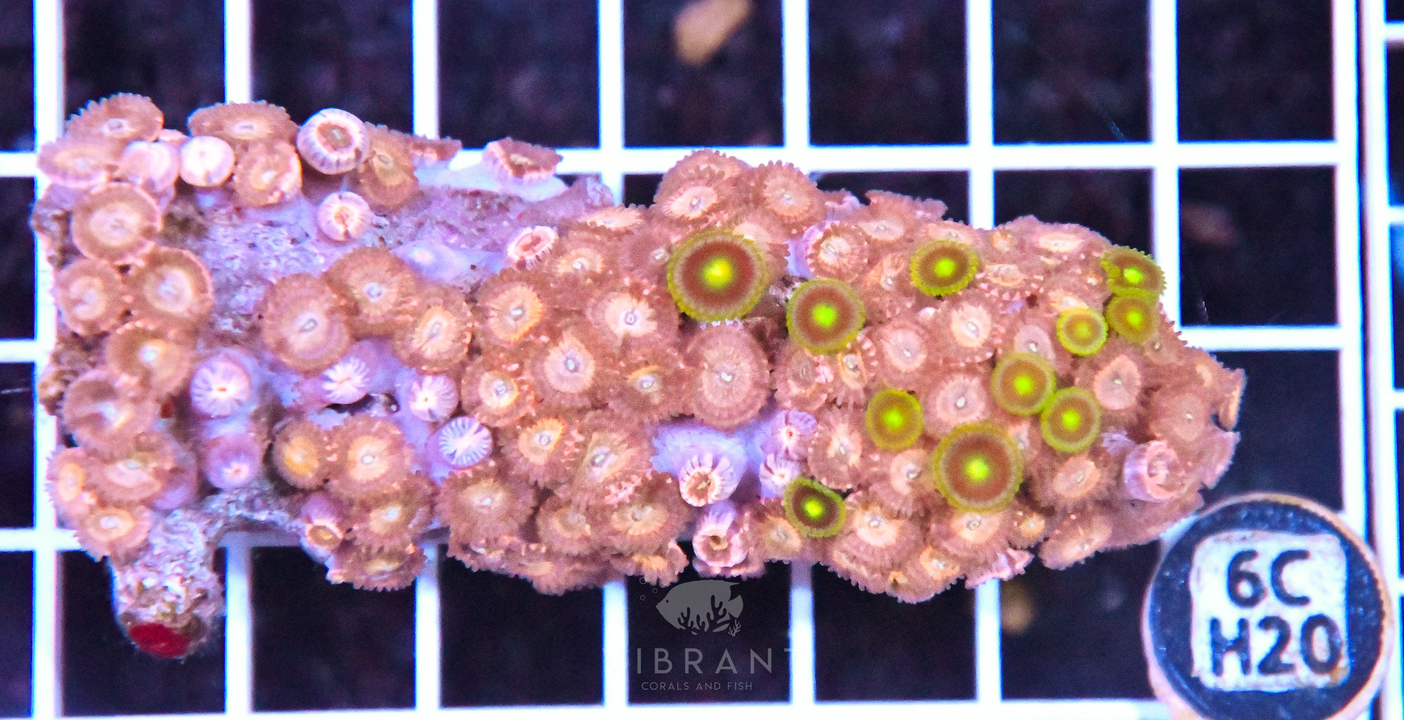 Zoa INDO W
