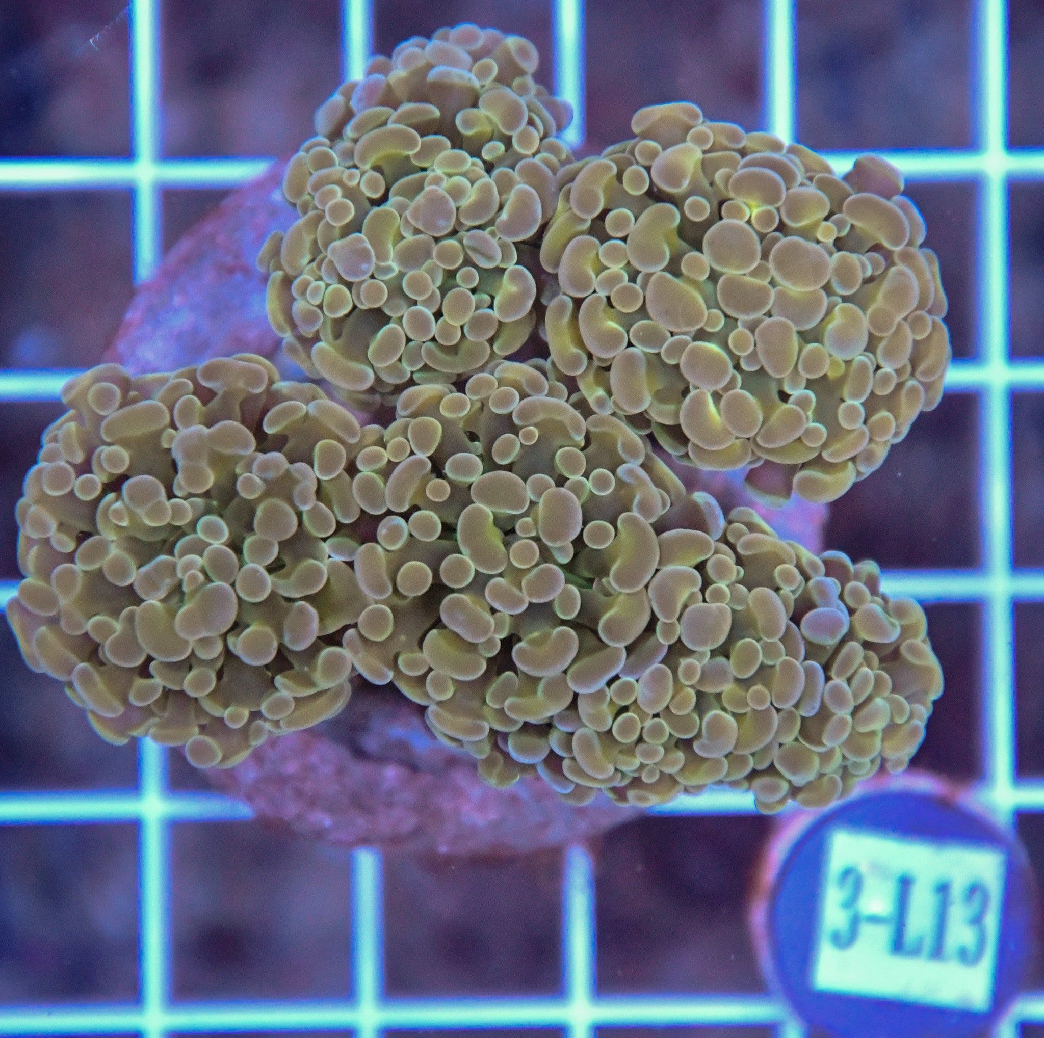 Hammer Branching INDO