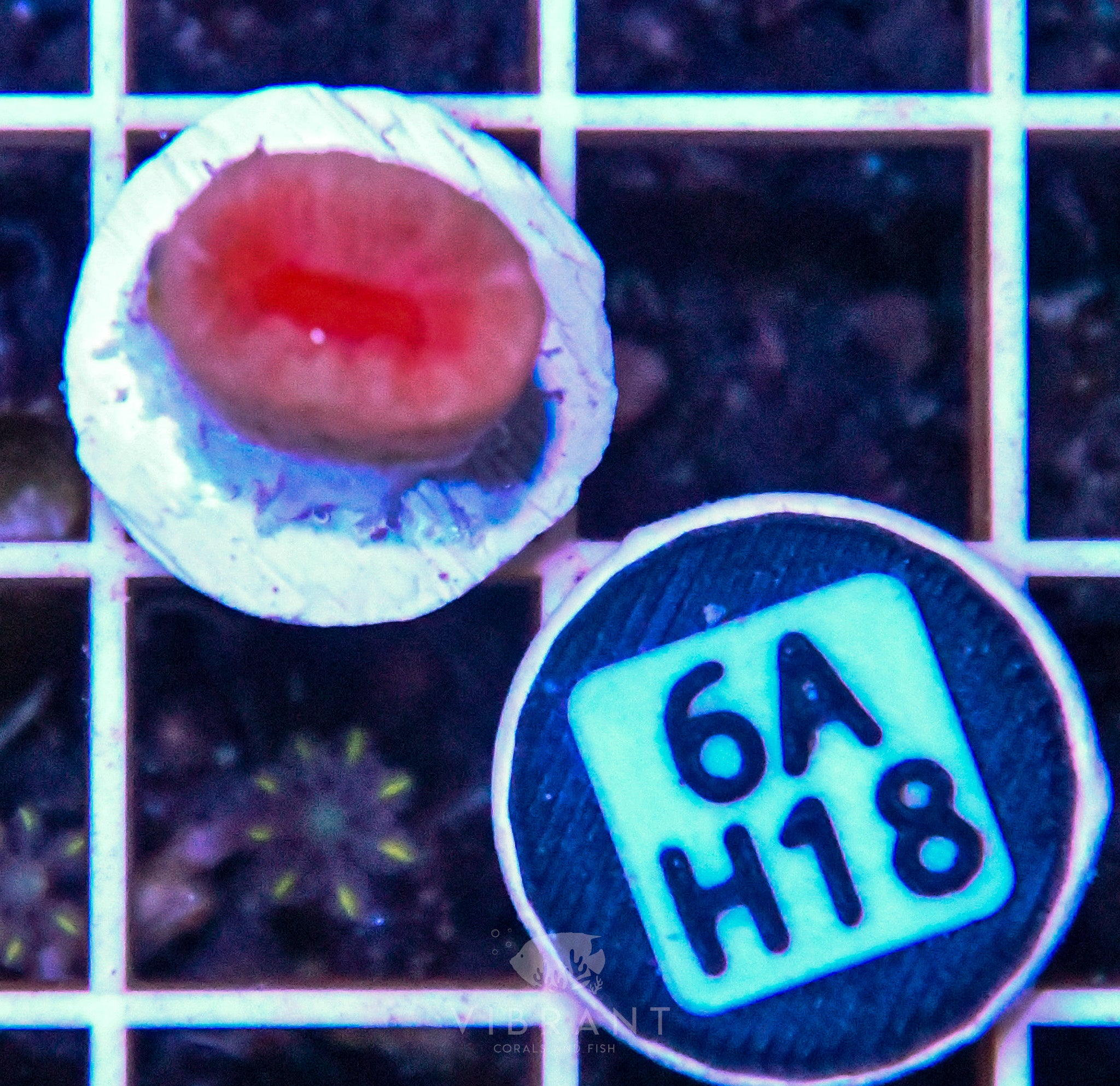 Dendro Fat Head ASIAN