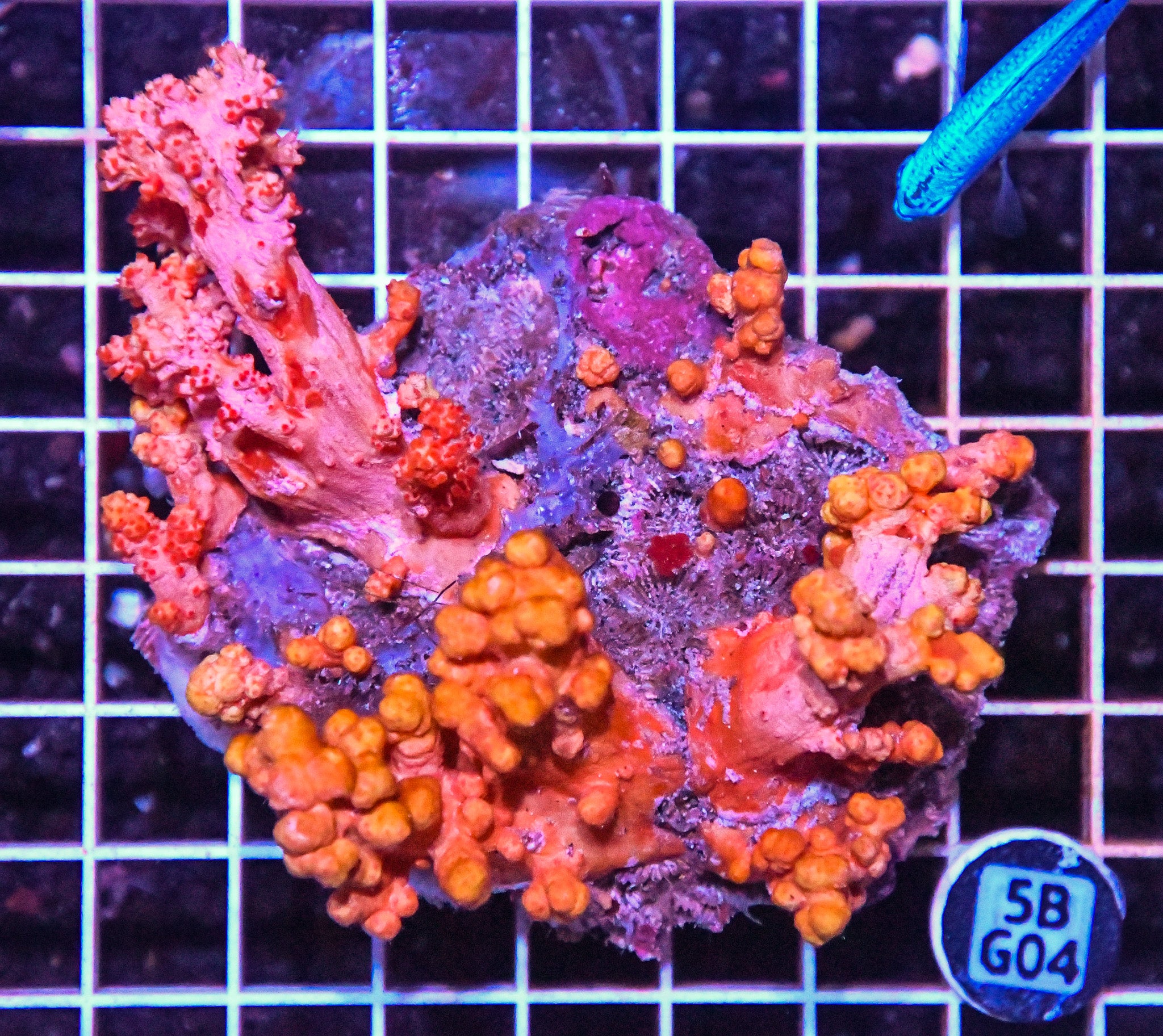 Carnation Coral INDO W