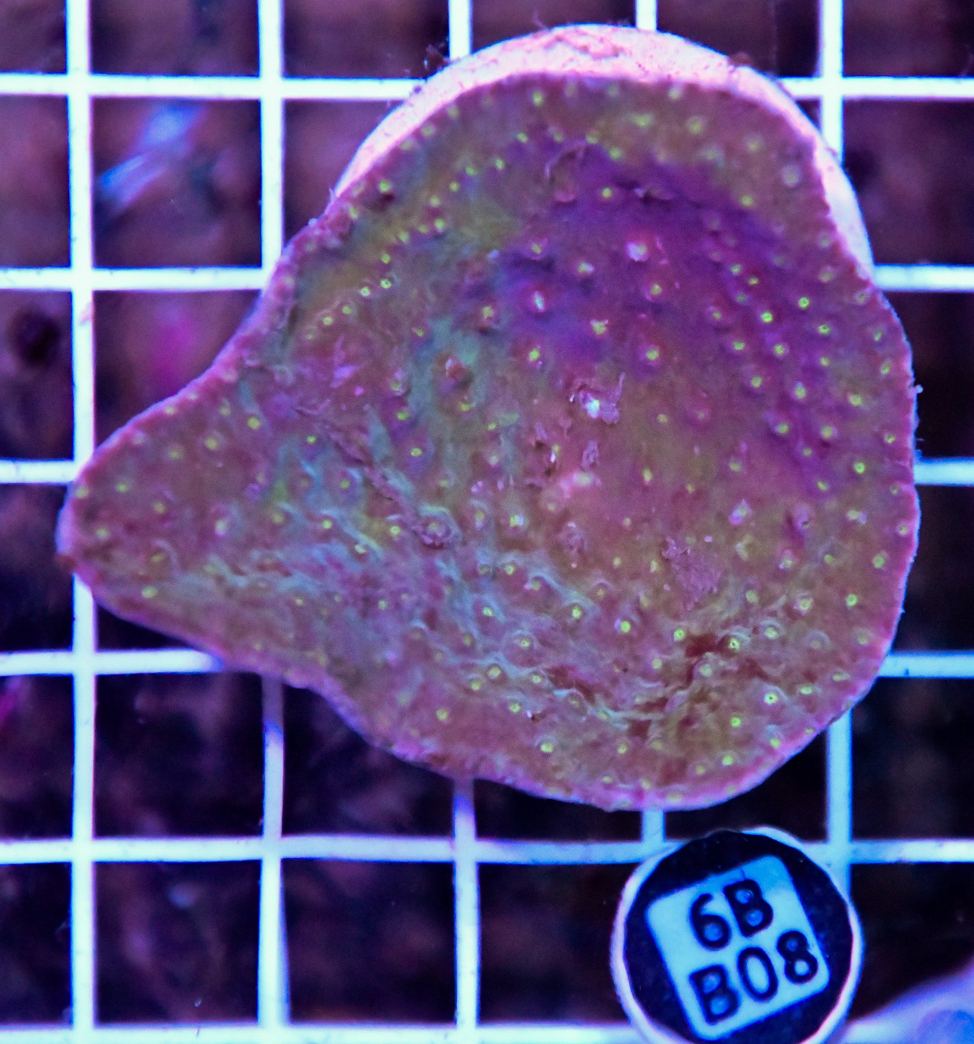 Turbinaria AUS