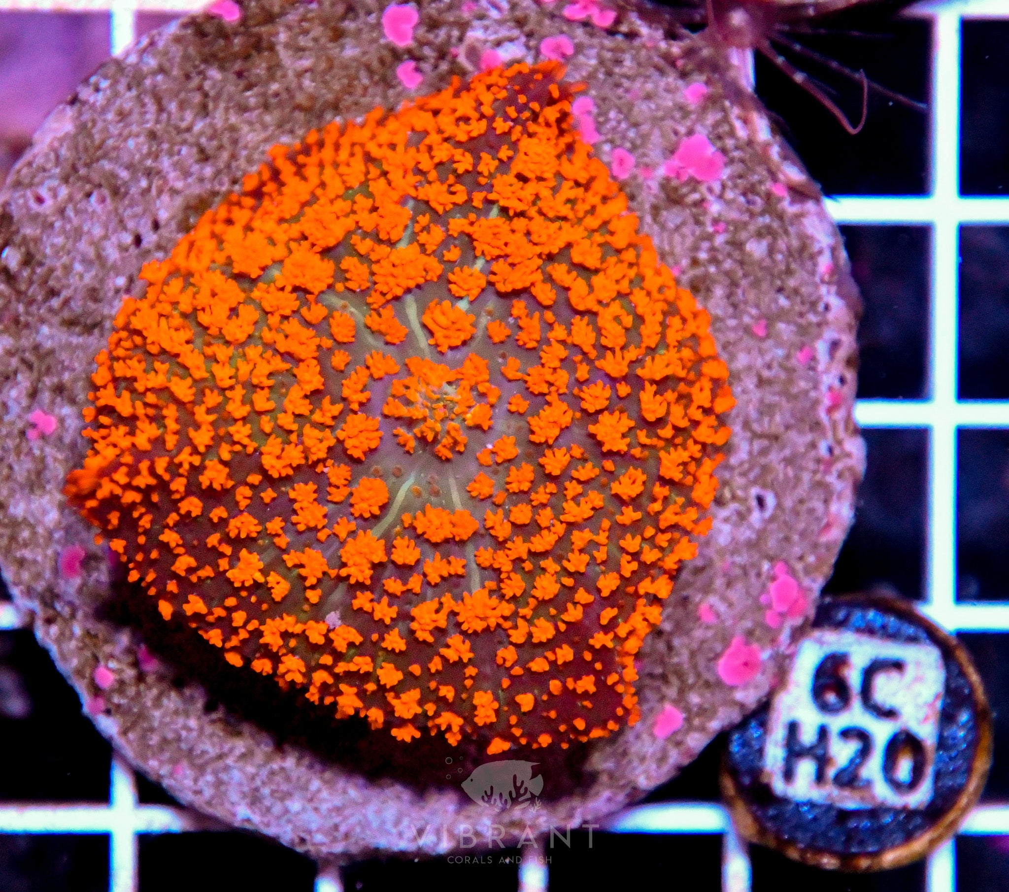 Mushroom INDO