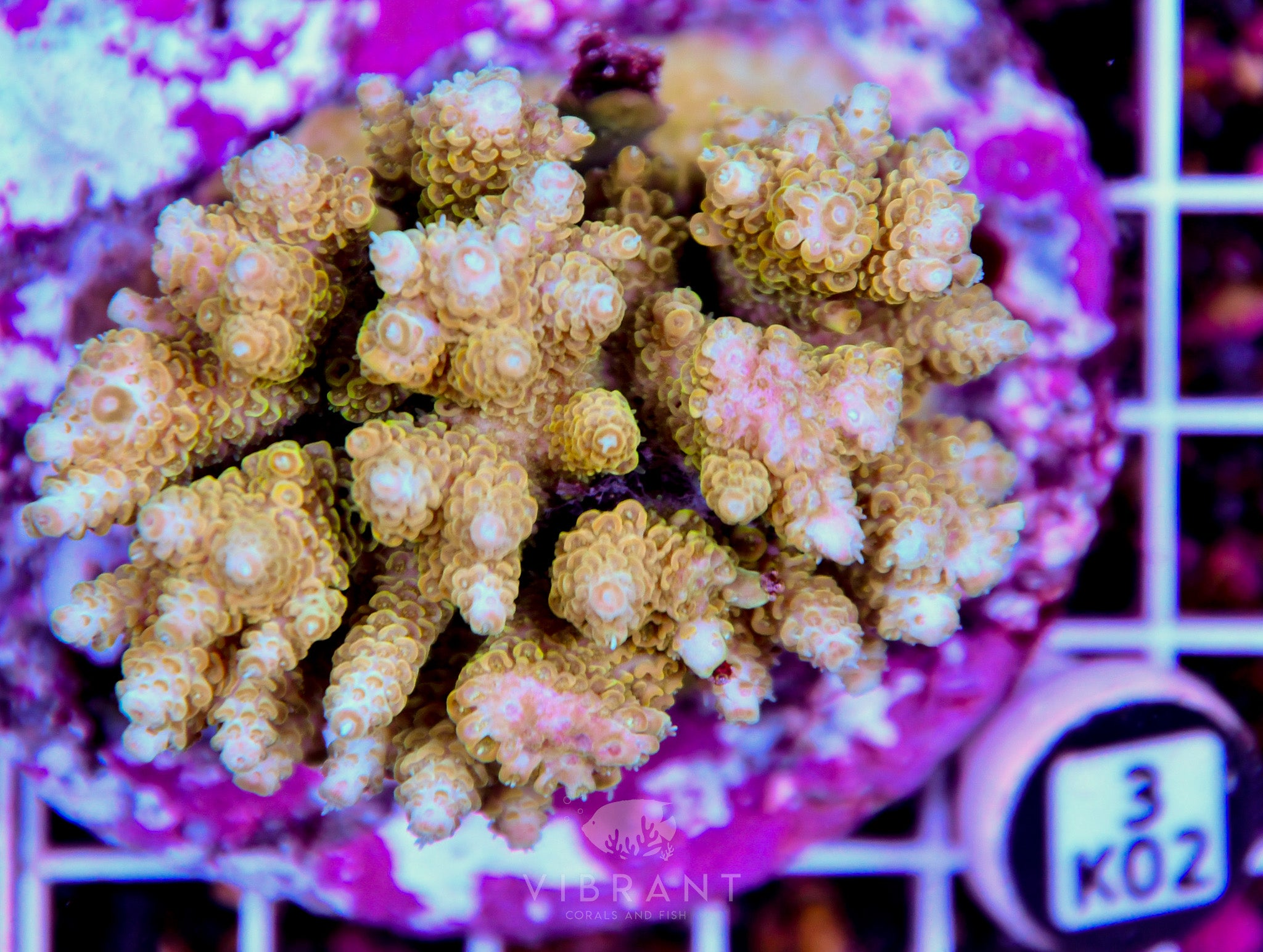 Acro INDO