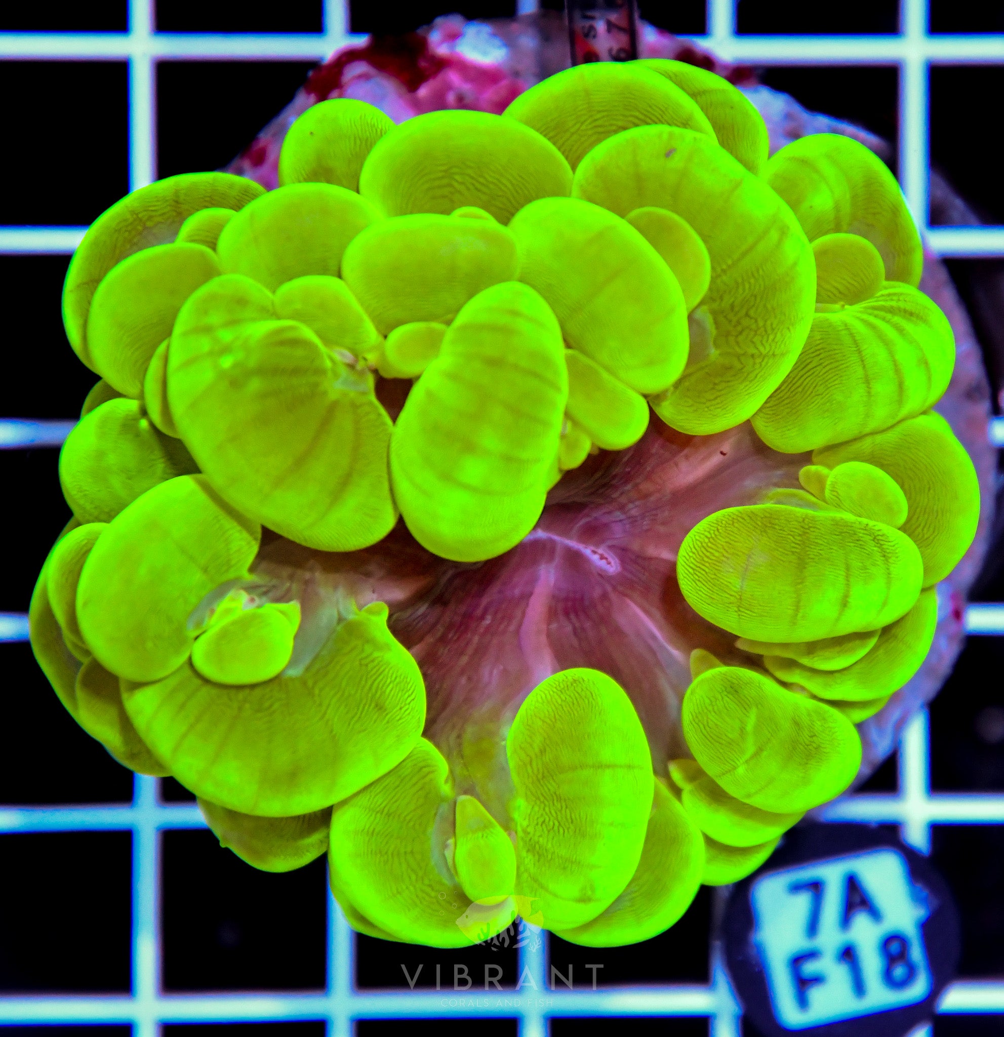Bubble Coral INDO