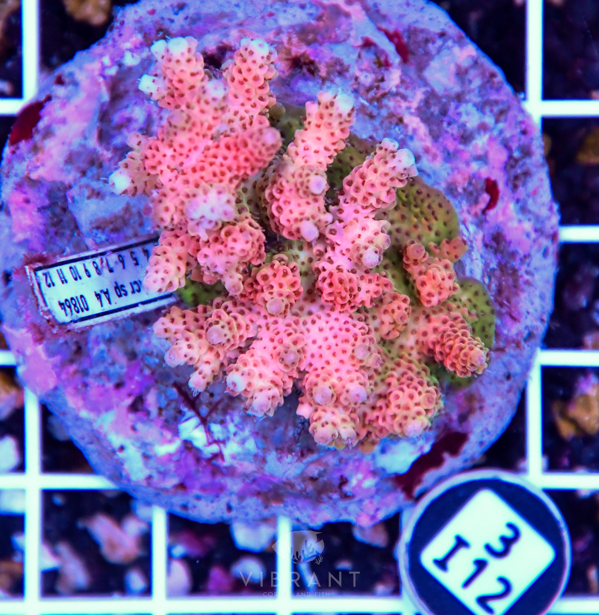 Acro INDO