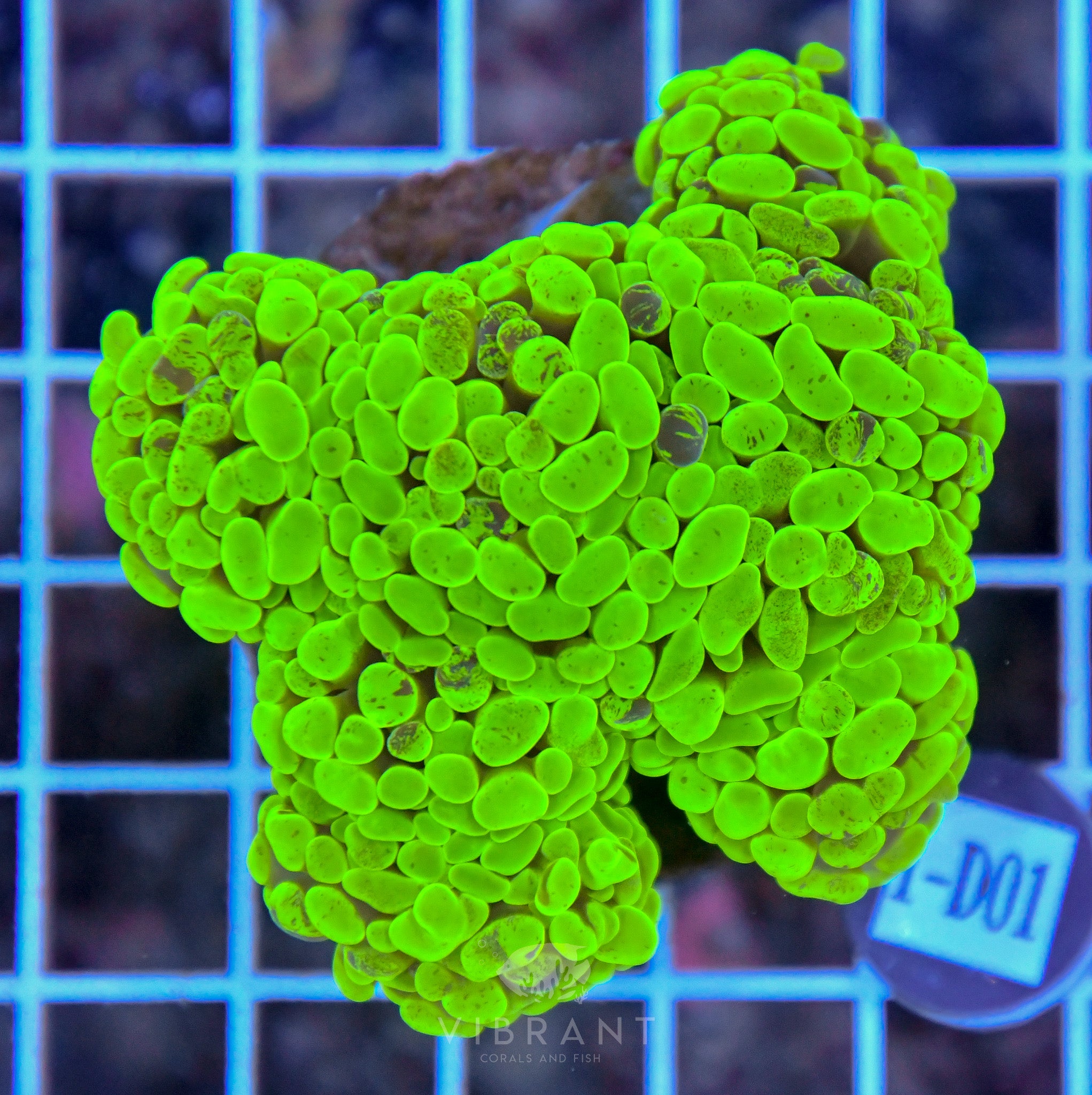 Hammer Branching INDO