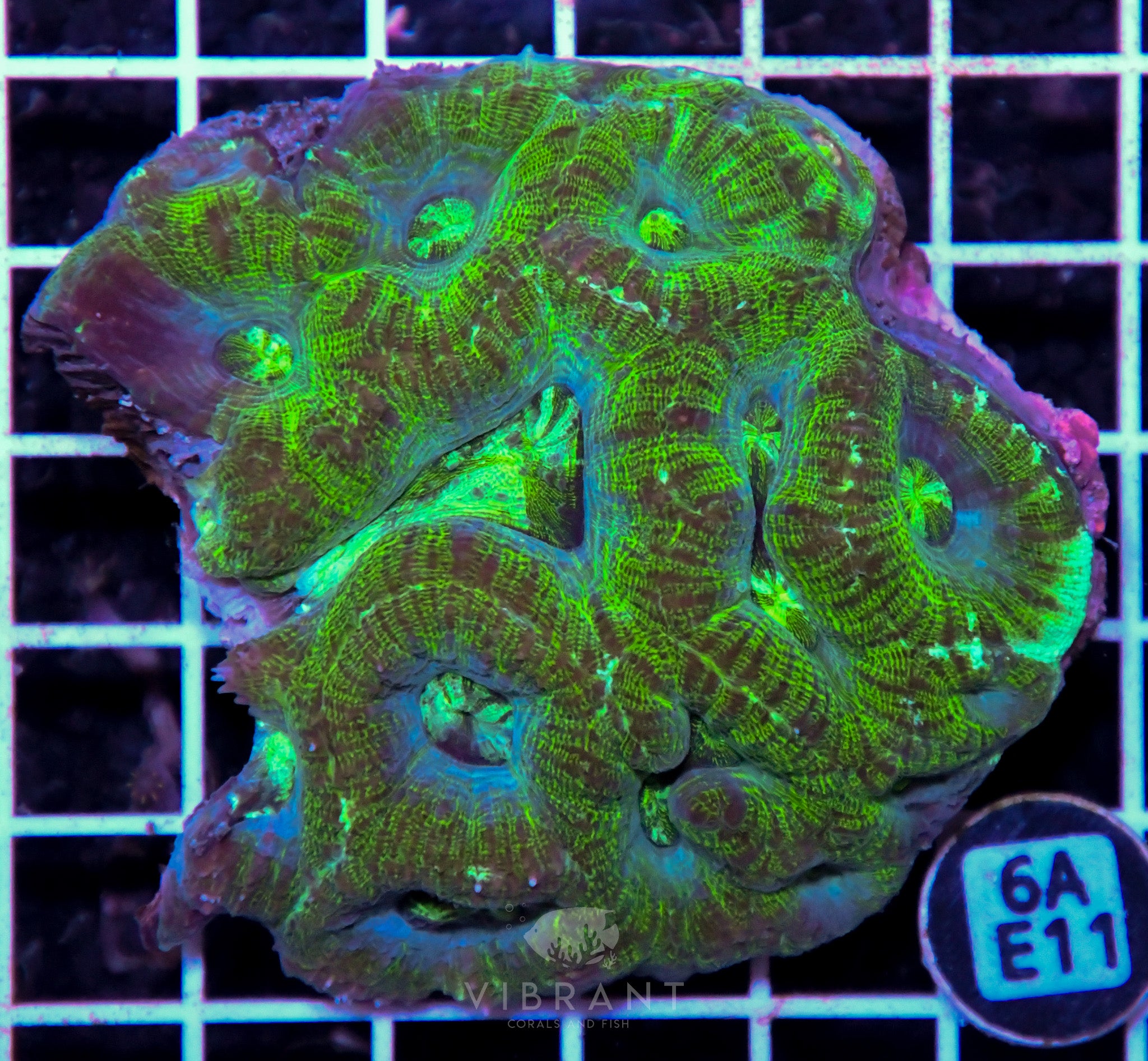 Acan Bower AUS