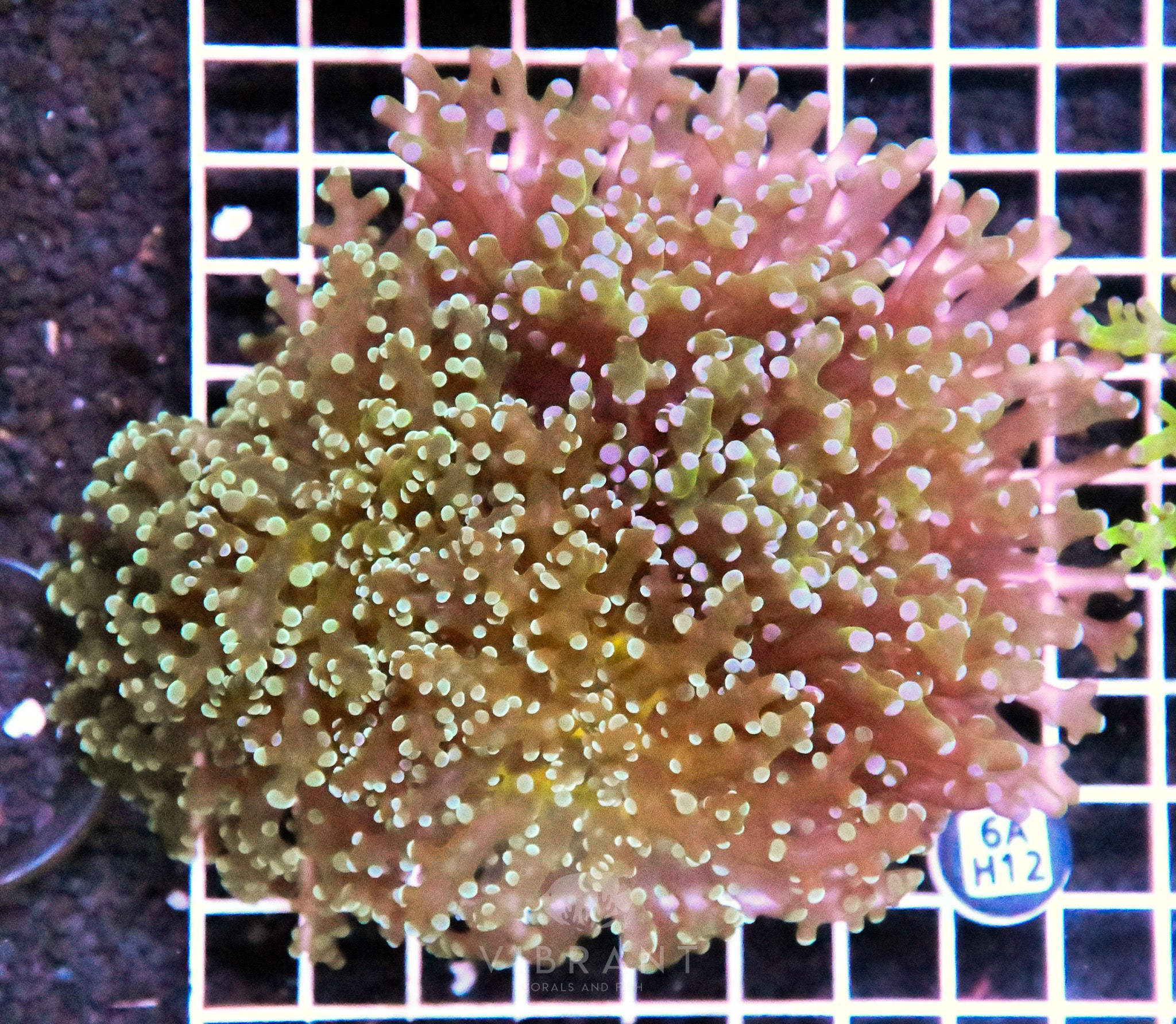 Octospawn Branching INDO