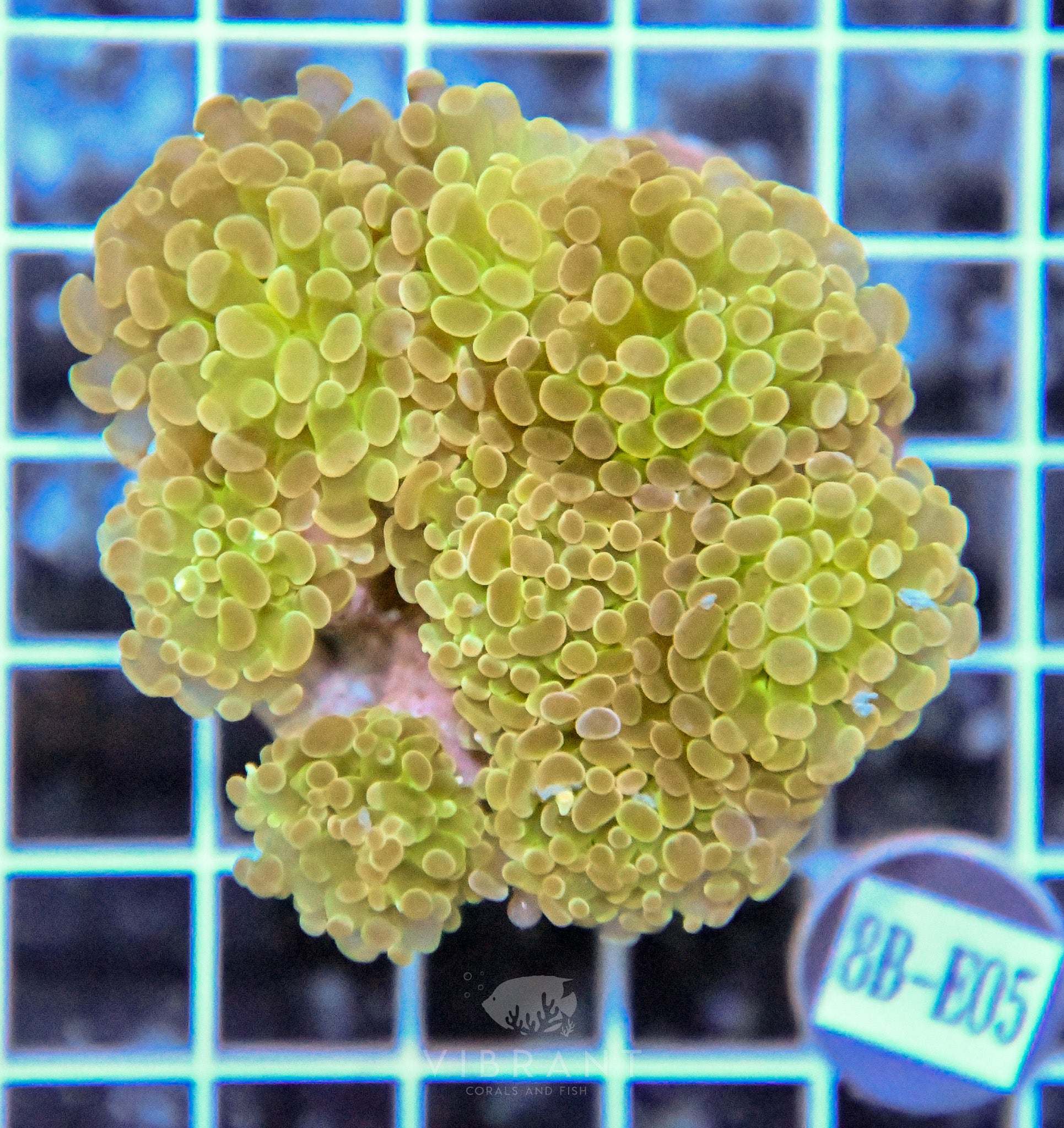 Hammer Branching INDO