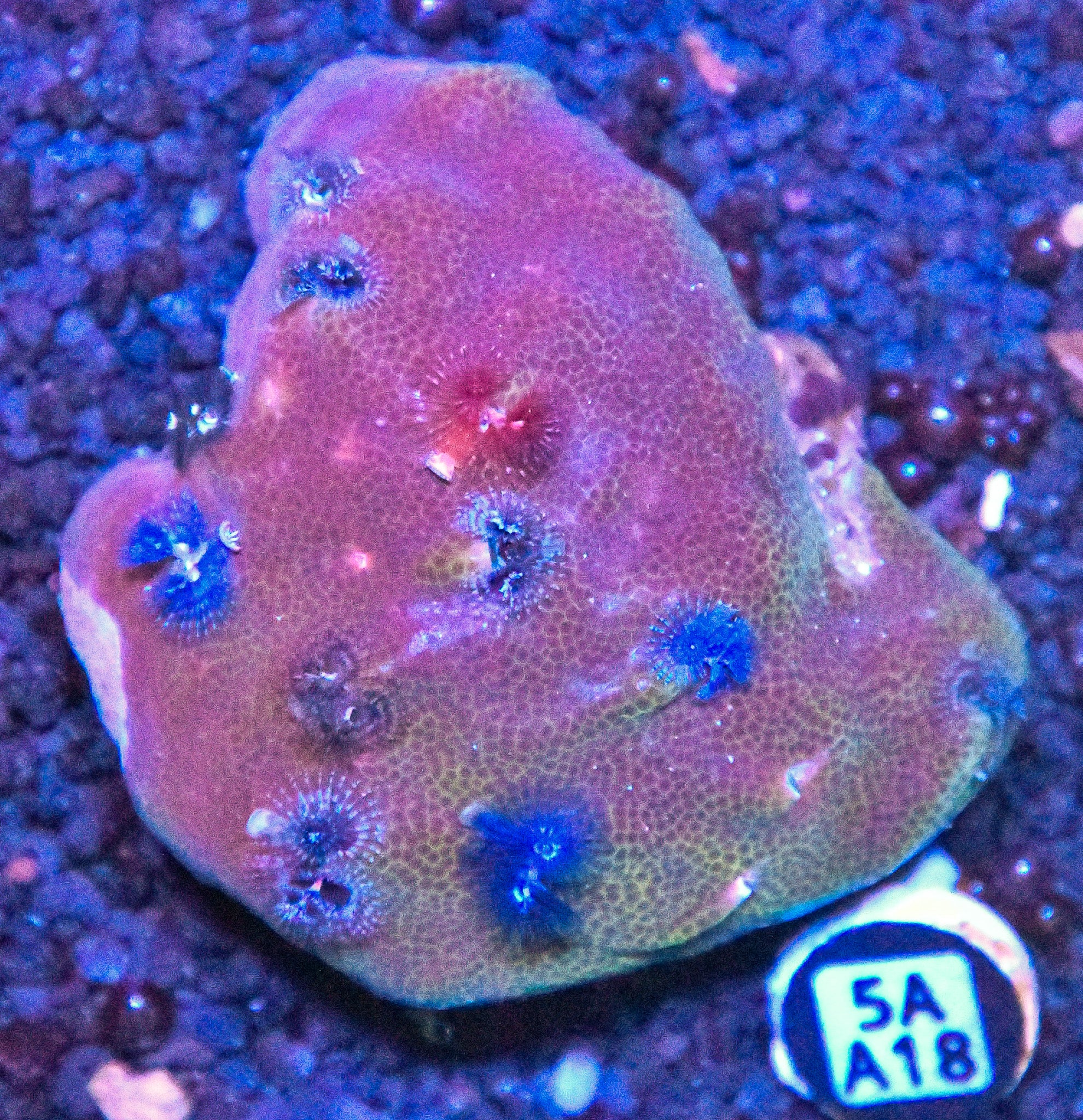 Christmas Rock INDO W