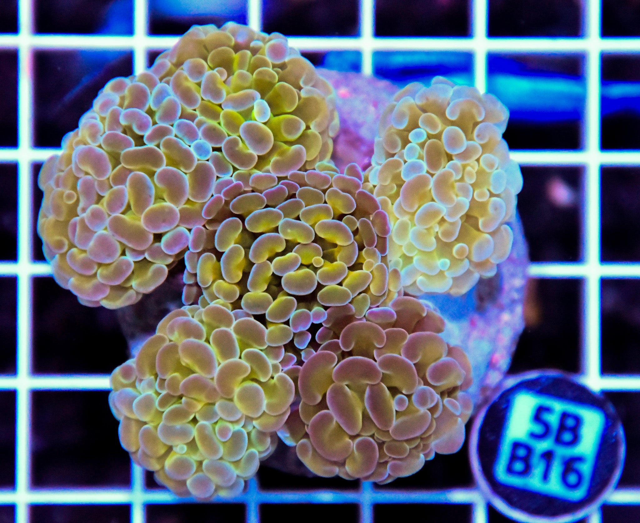 Hammer Branching INDO Halogram