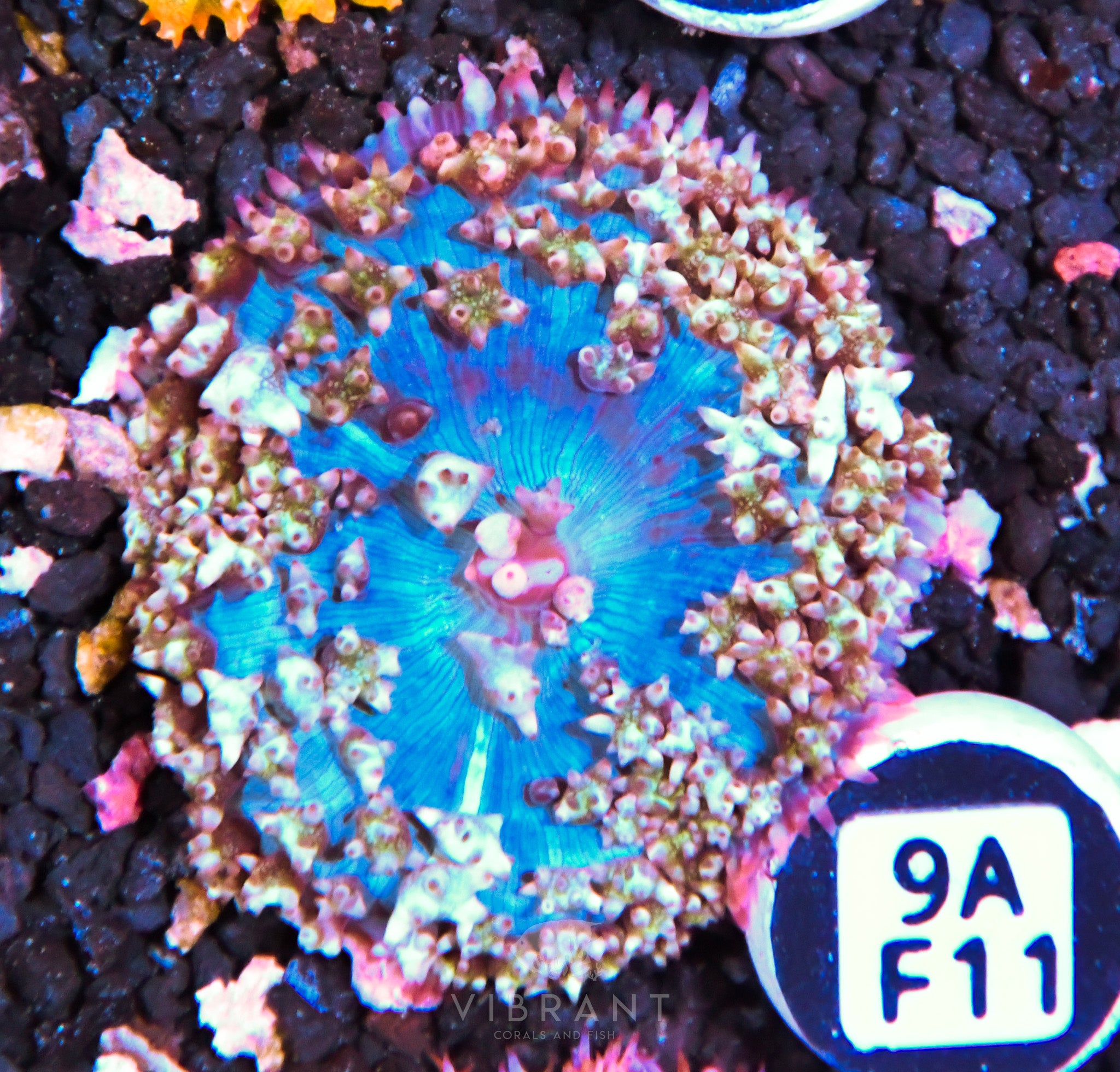 ⭐️ St Thomas Mushroom