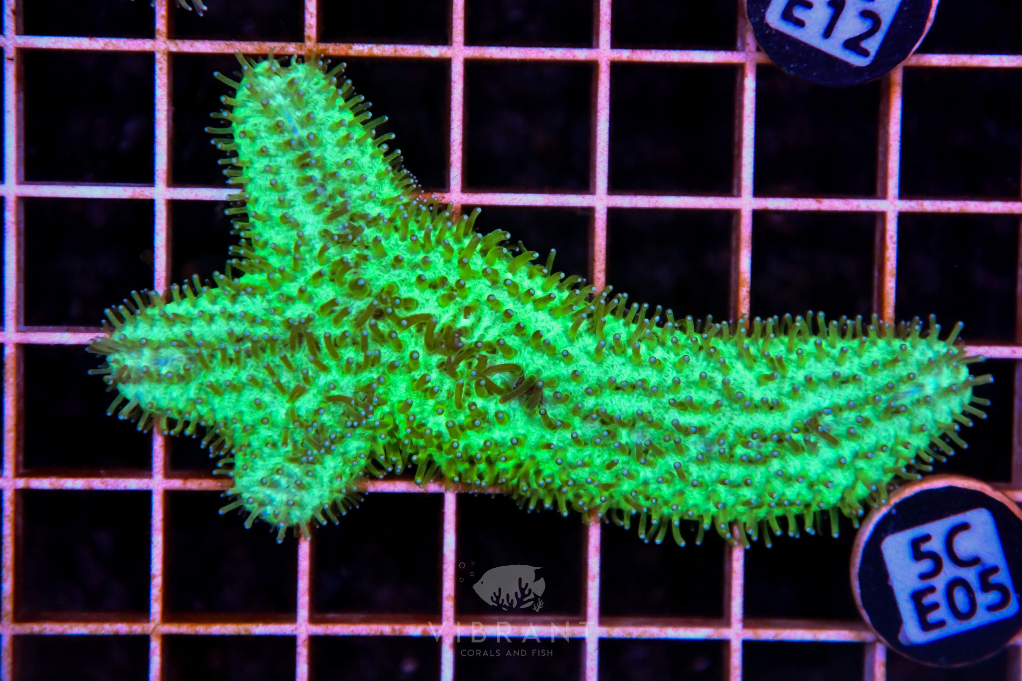 Tongue Coral AUS