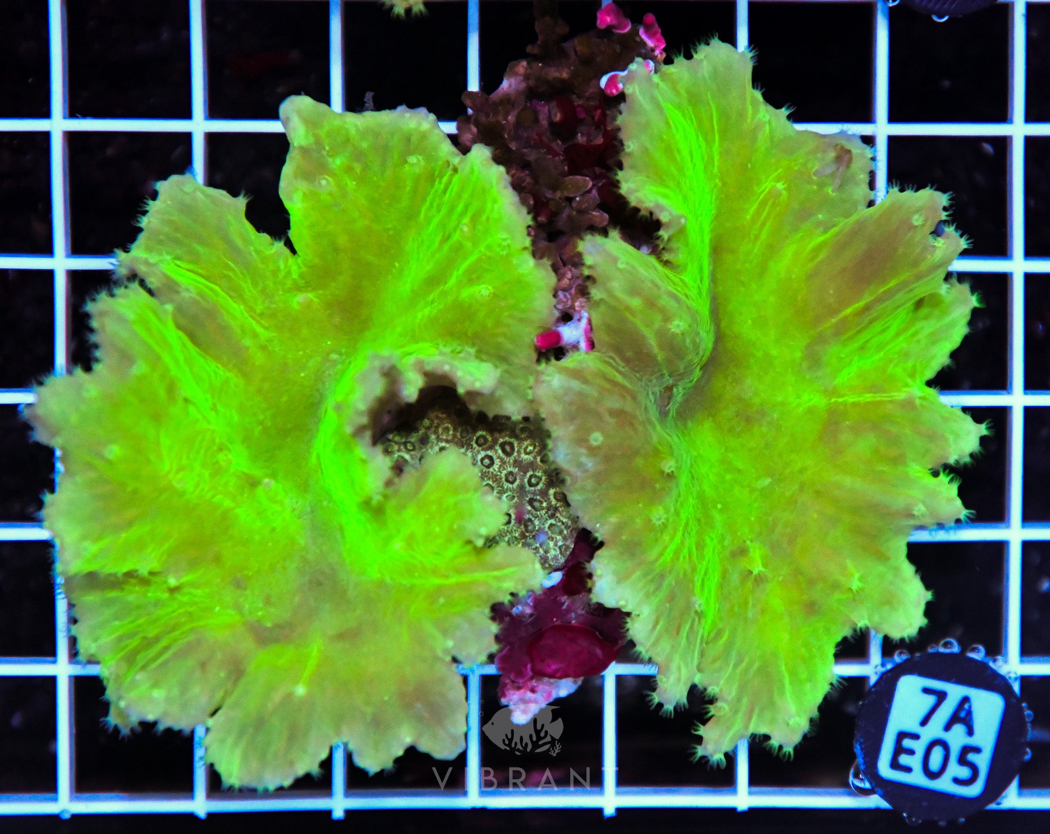 Cabbage Coral INDO W