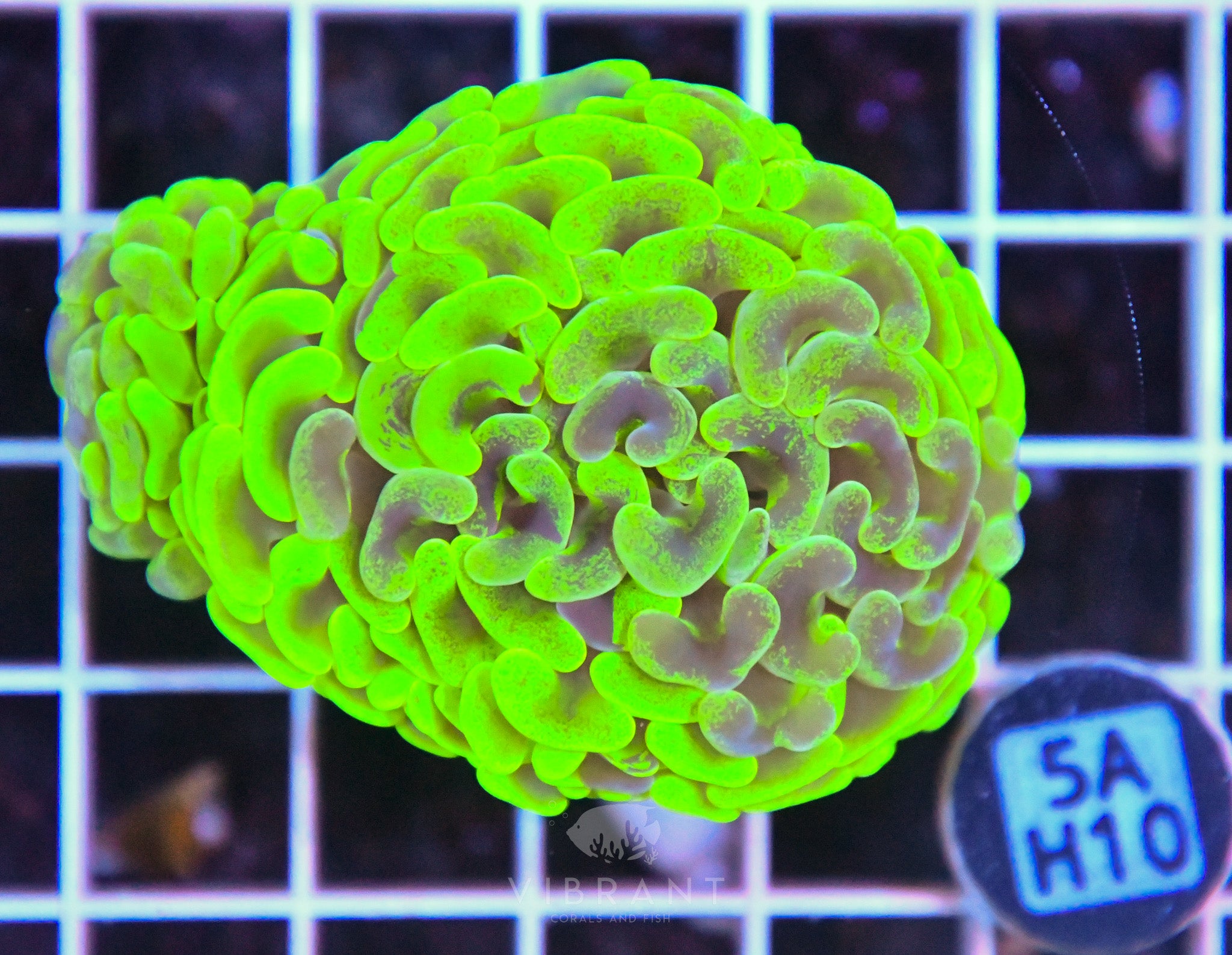 Hammer Branching AUS