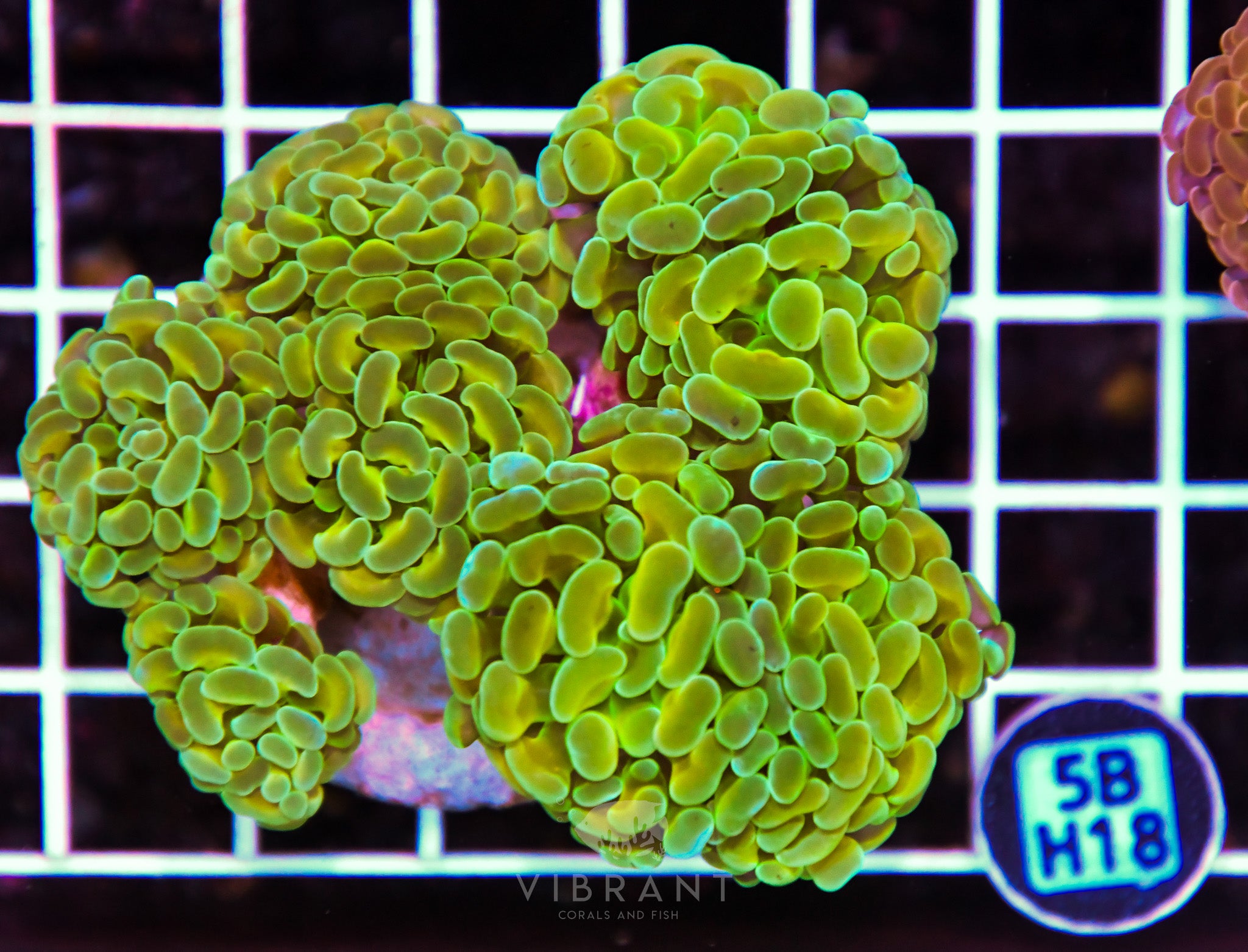 Hammer Branching INDO