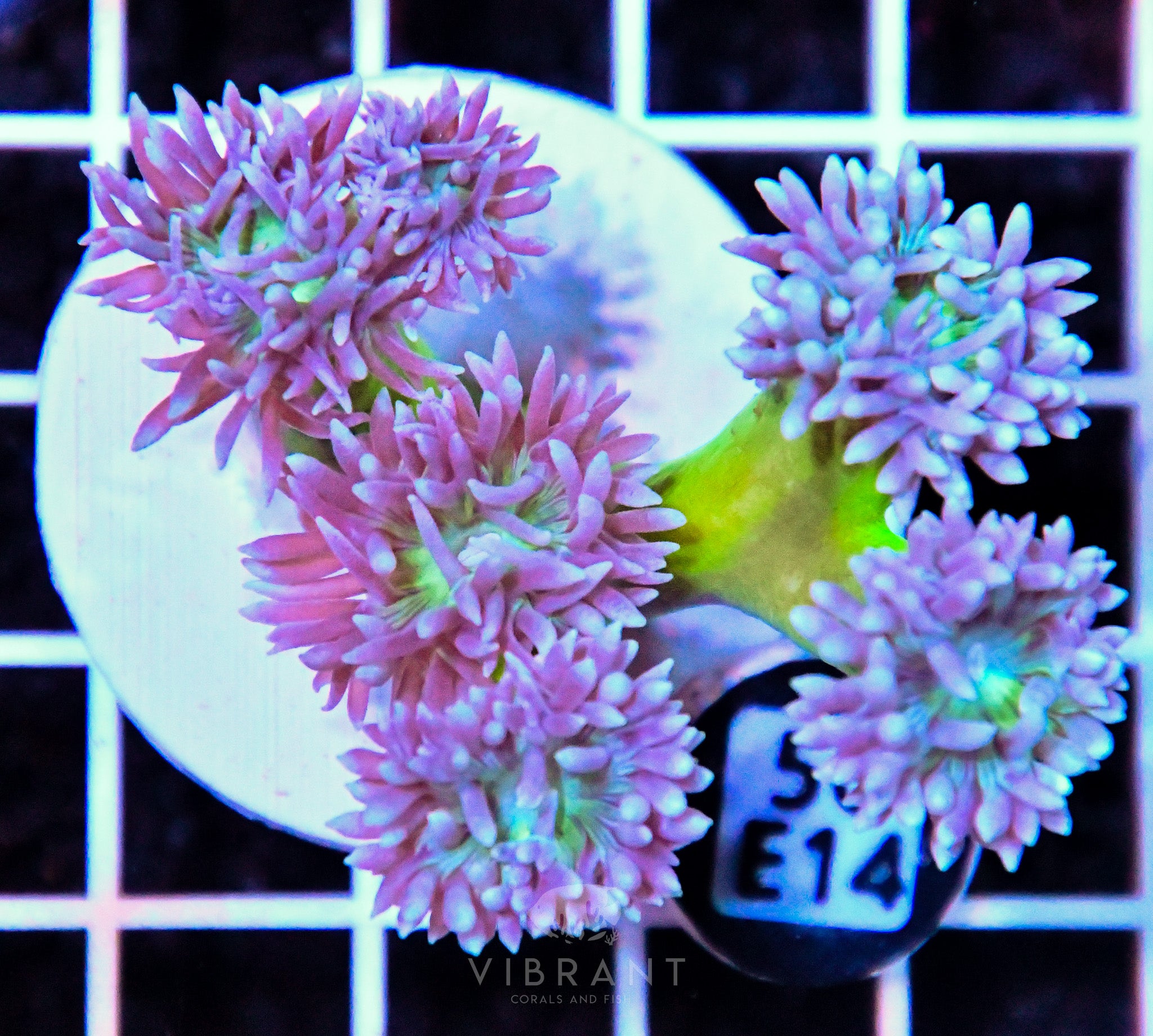 Duncun Colony AUS